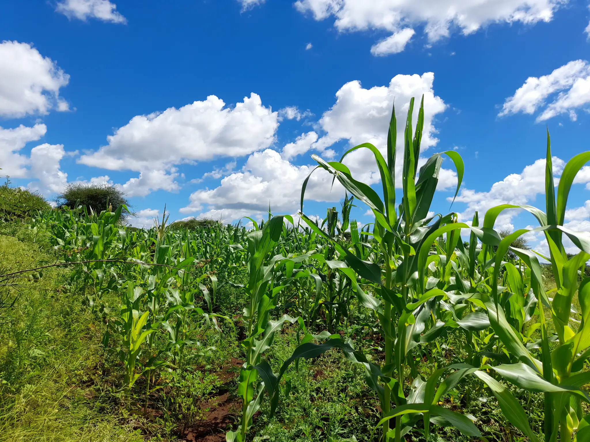 Shamba zuri la ekari 2.4 Olodenderit