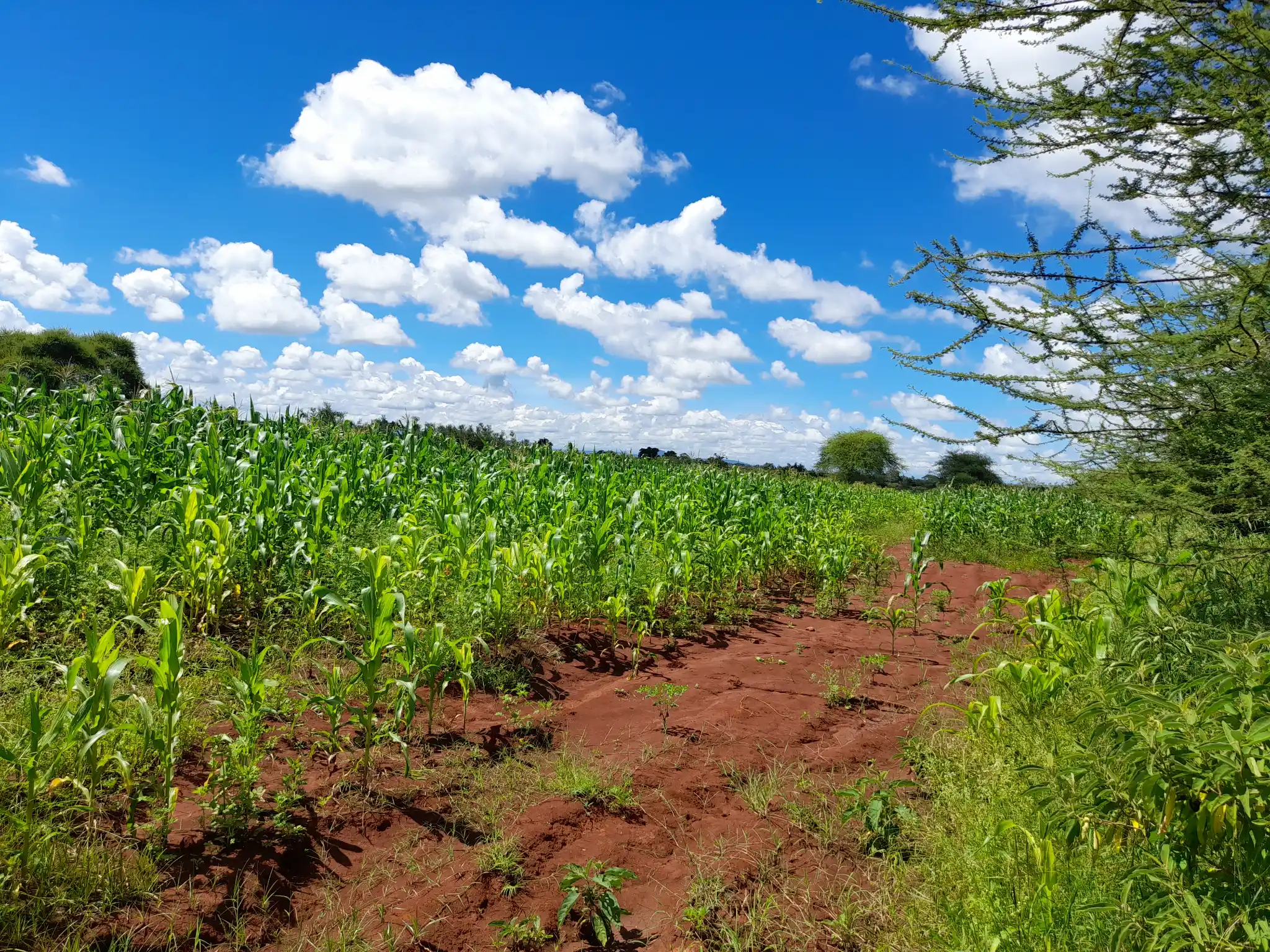 Shamba zuri la ekari 2.4 Olodenderit