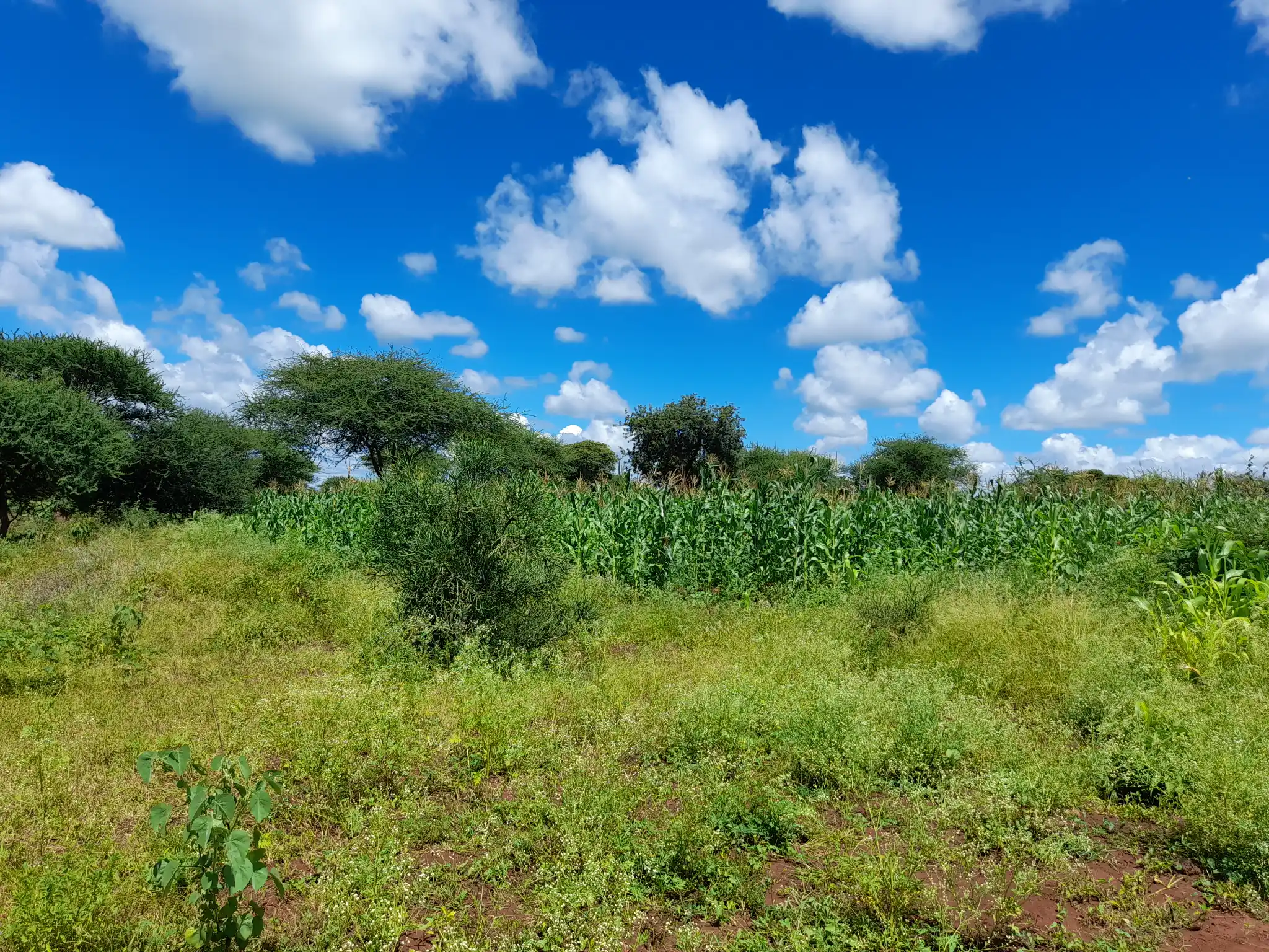 Shamba zuri la ekari 2.4 Olodenderit