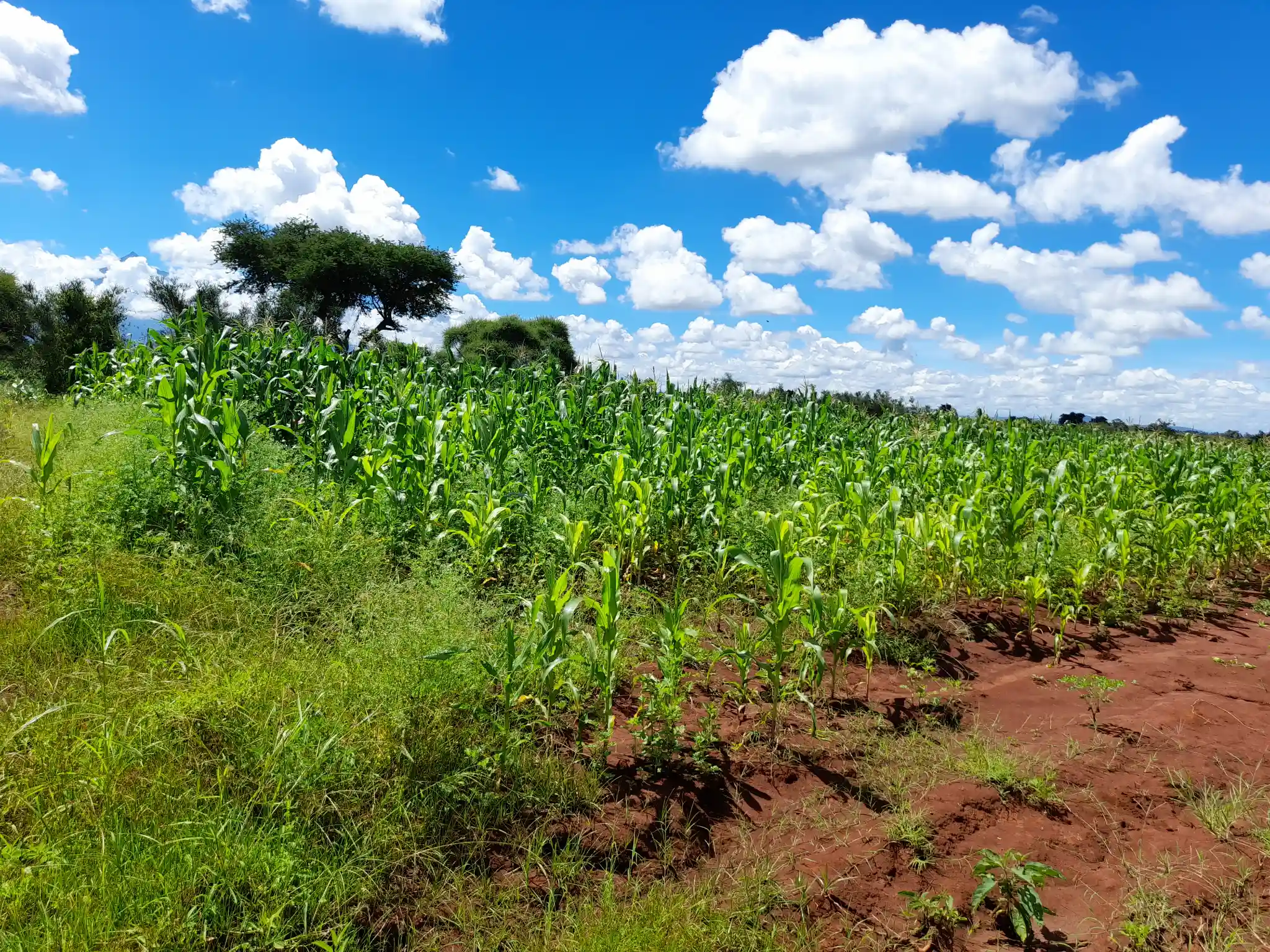 Shamba zuri la ekari 2.4 Olodenderit