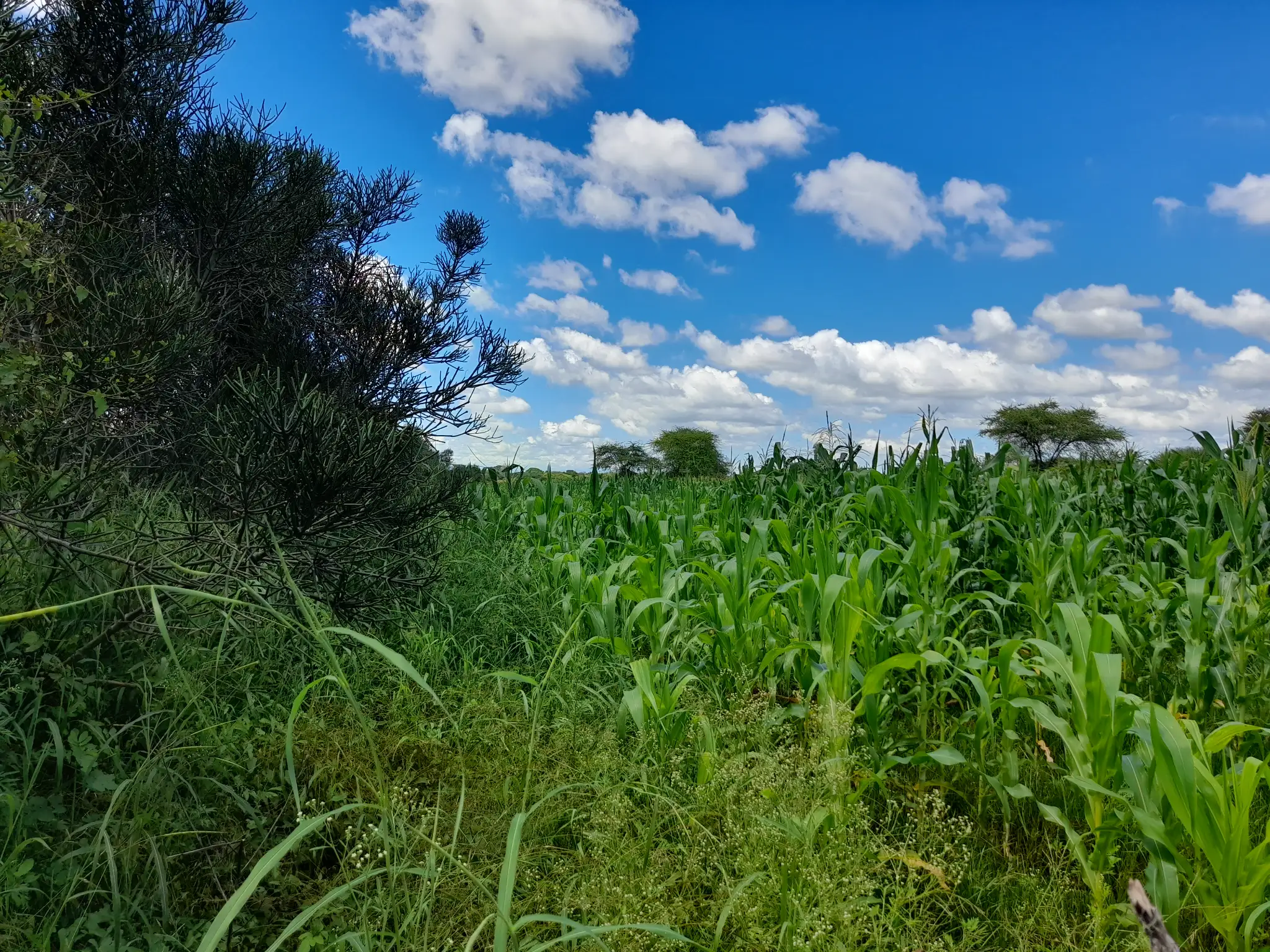 Shamba zuri la ekari 2.4 Olodenderit