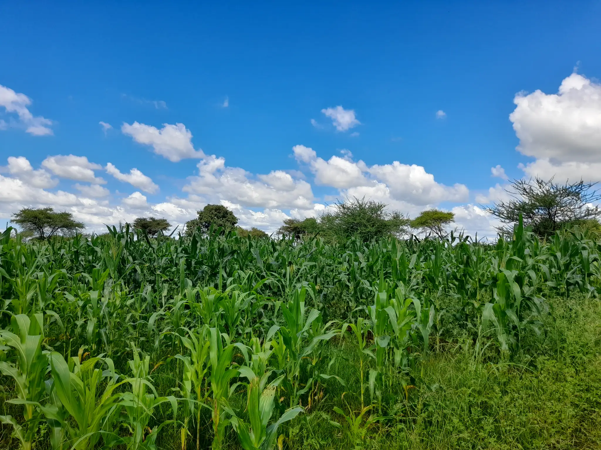 Shamba zuri la ekari 2.4 Olodenderit