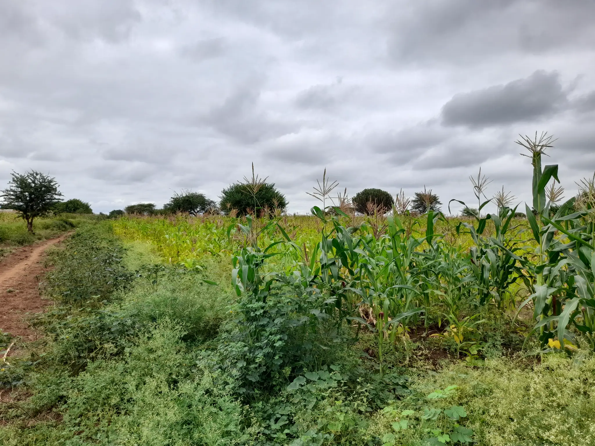 Shamba zuri la ekari 2.4 Olodenderit