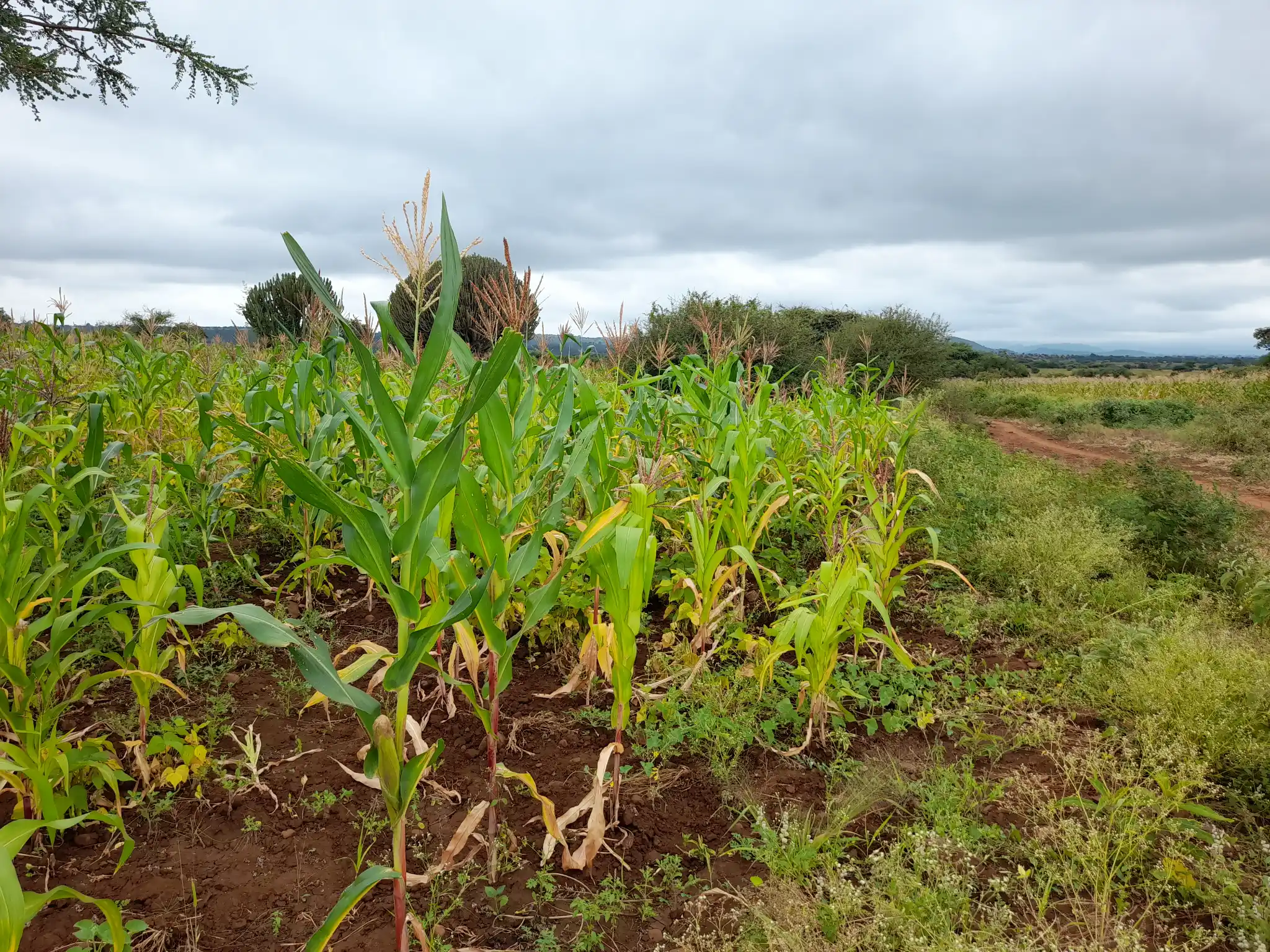 Shamba zuri la ekari 2.4 Olodenderit