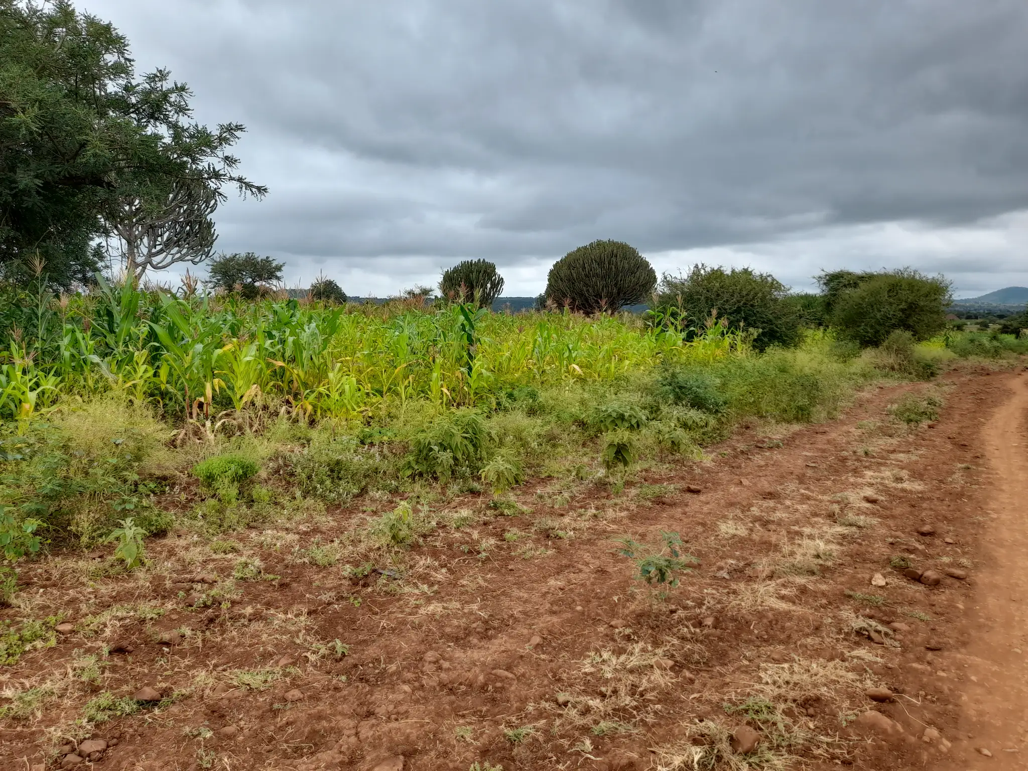 Shamba zuri la ekari 2.4 Olodenderit