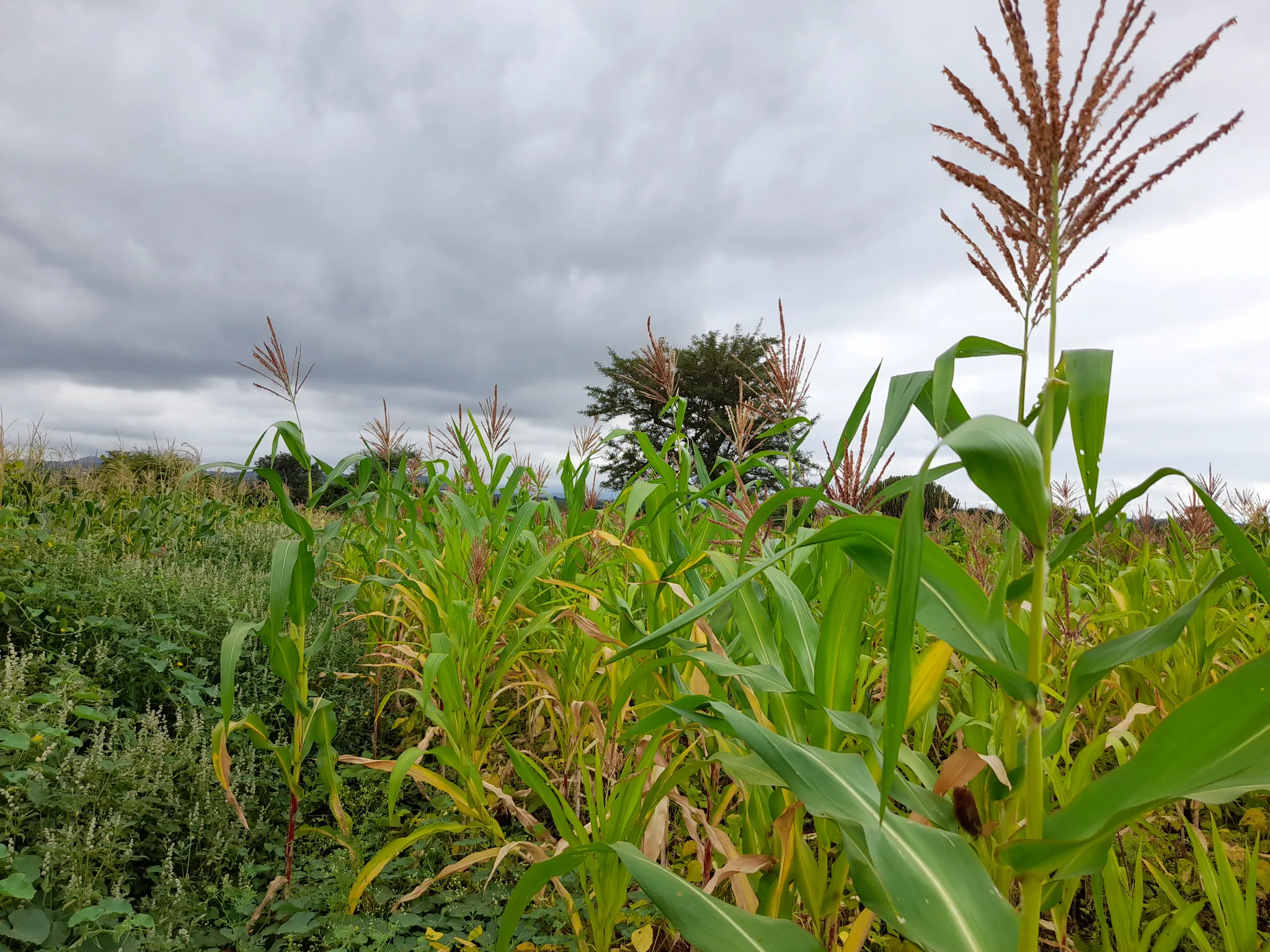 Shamba zuri la ekari 2.4 Olodenderit