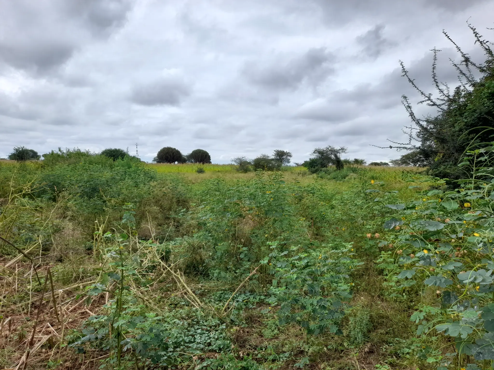 Shamba zuri la ekari 2.4 Olodenderit