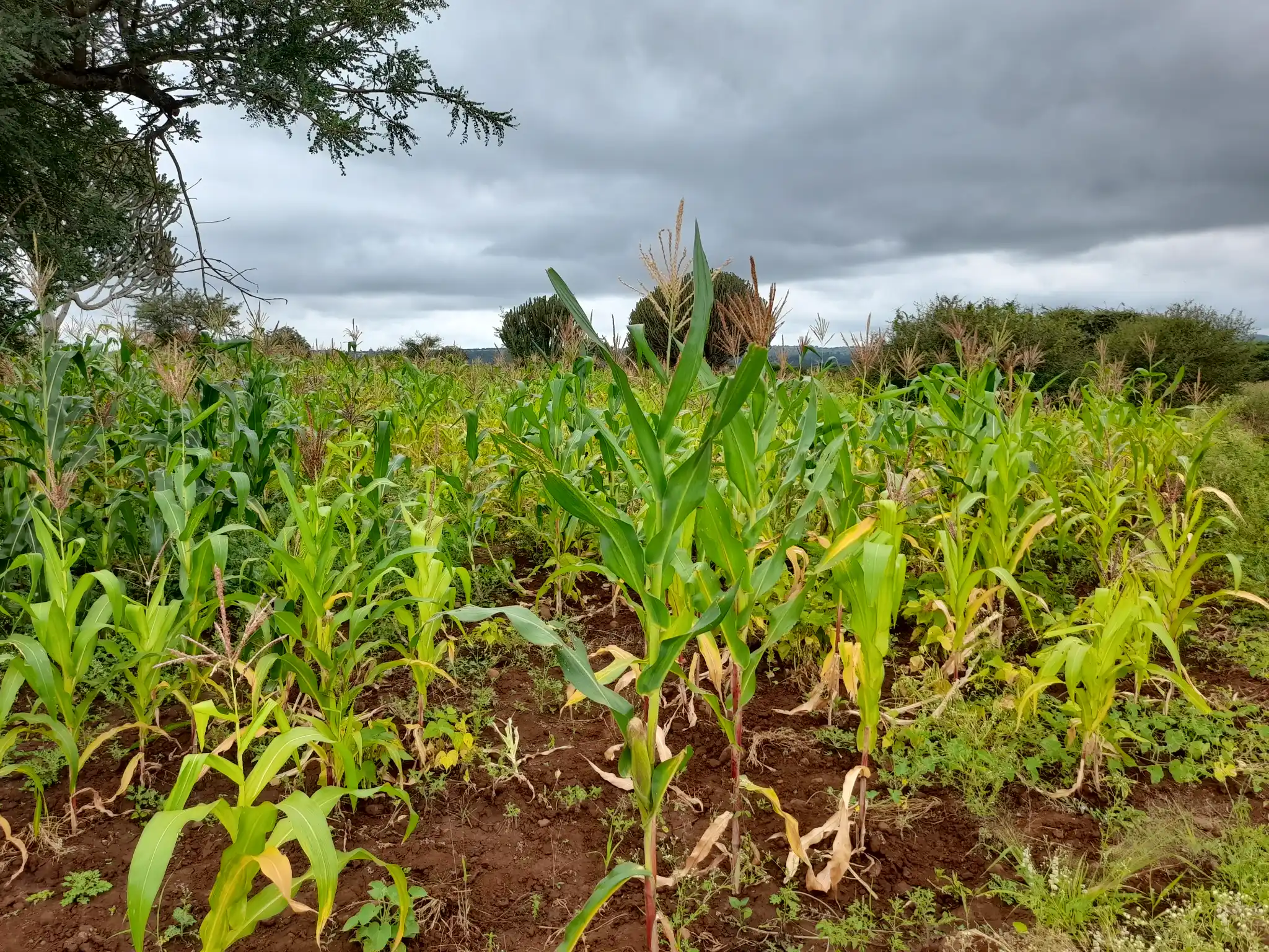 Shamba zuri la ekari 2.4 Olodenderit