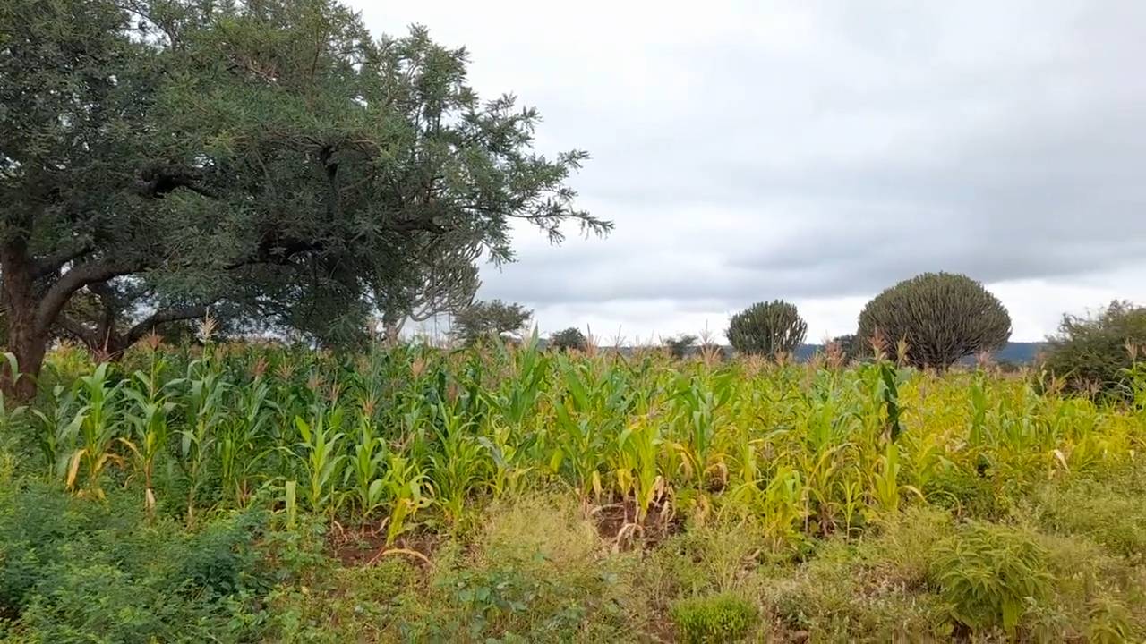 Shamba zuri la ekari 2.4 Olodenderit