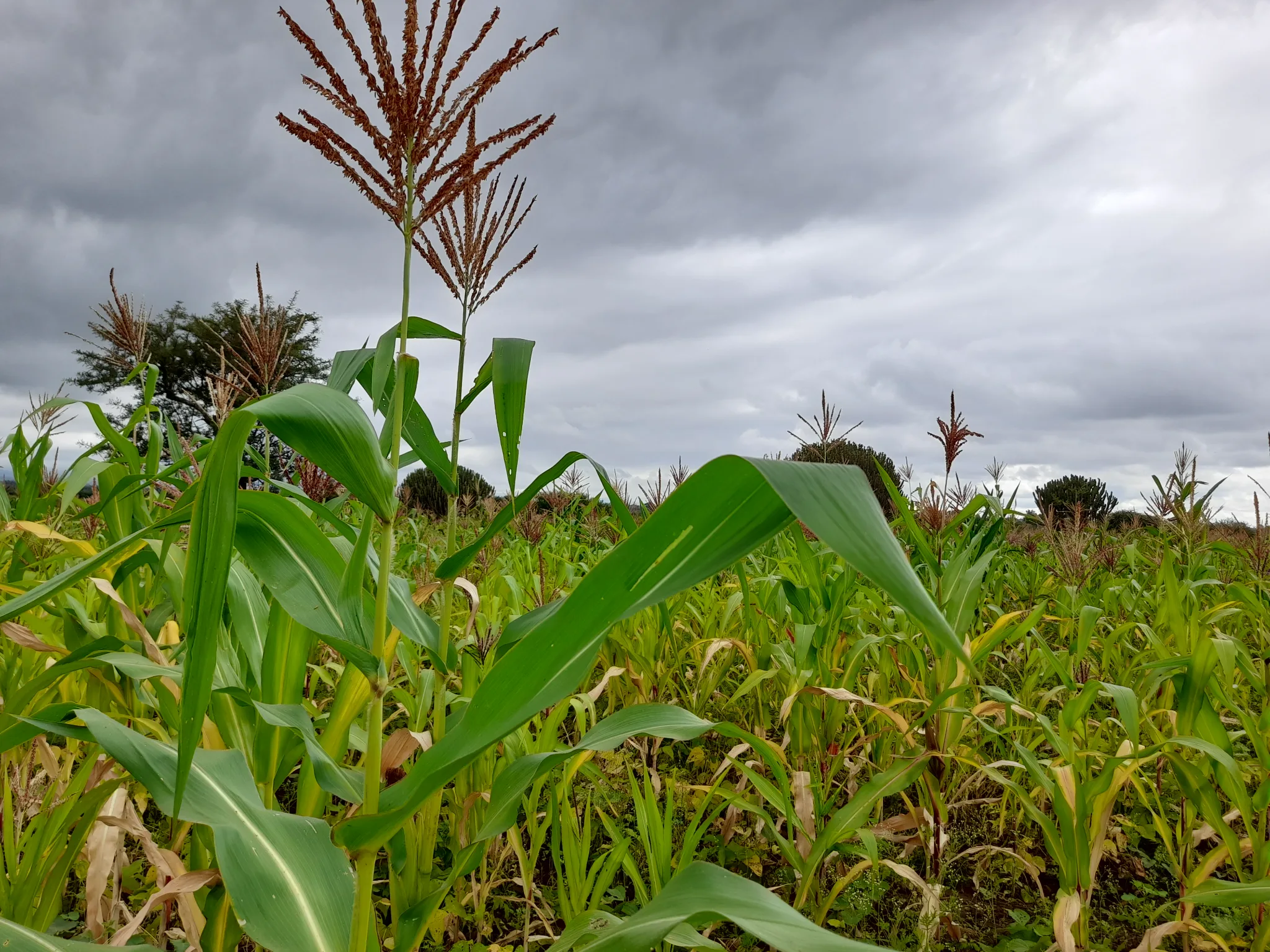 Shamba zuri la ekari 2.4 Olodenderit
