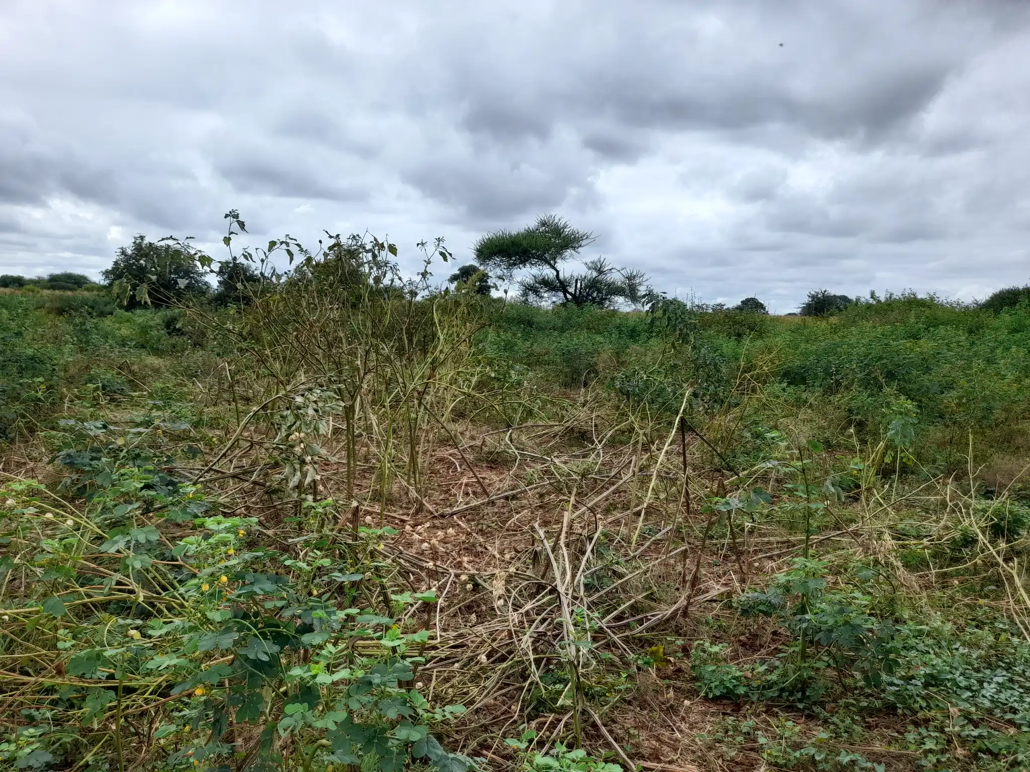Shamba zuri la ekari 2.4 Olodenderit