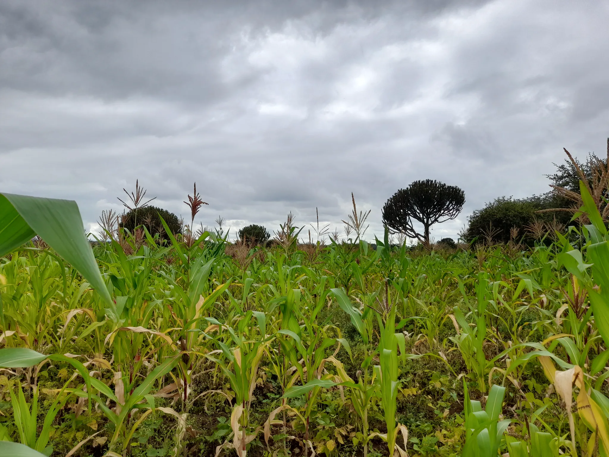 Shamba zuri la ekari 2.4 Olodenderit