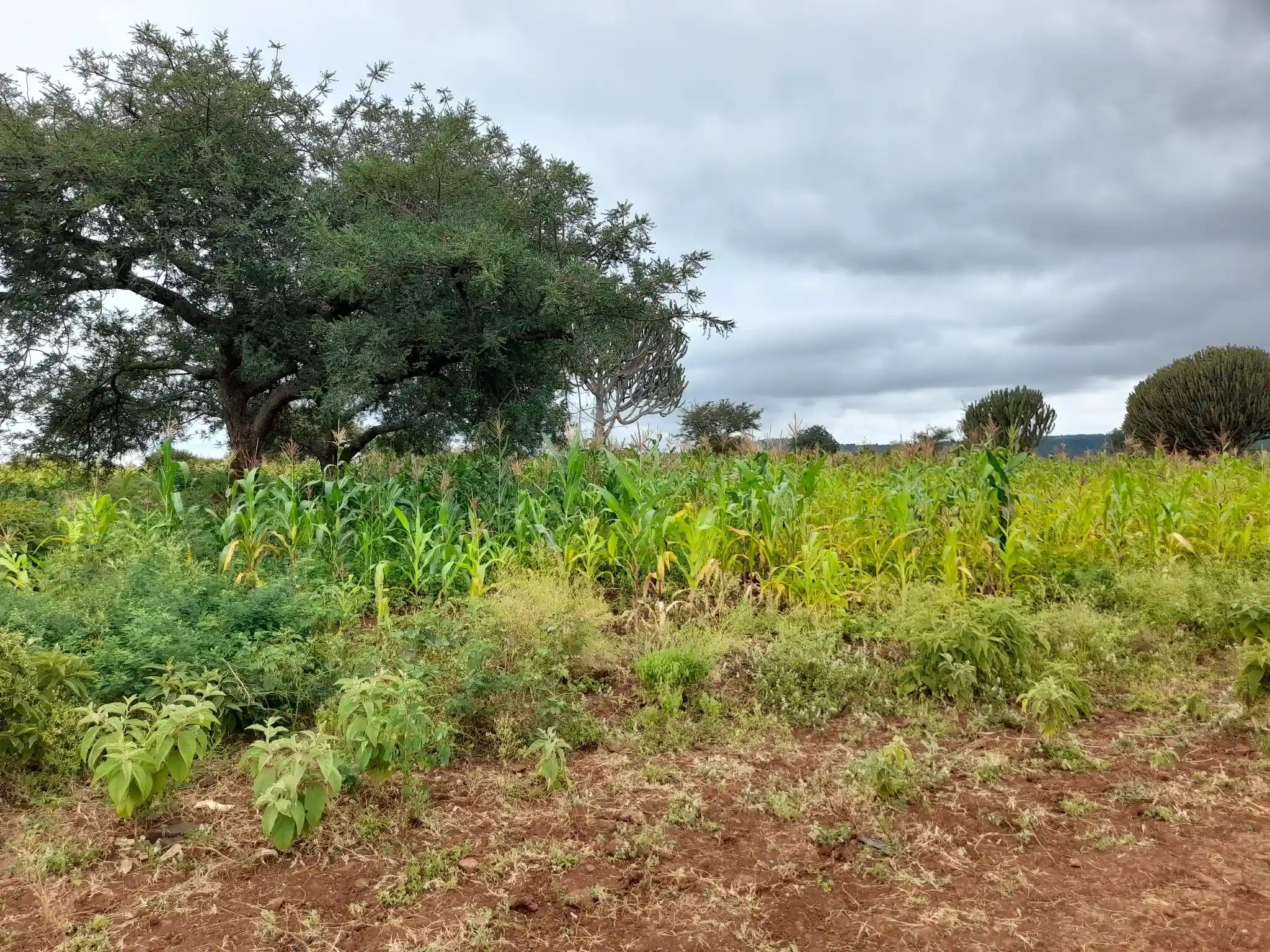 Shamba zuri la ekari 2.4 Olodenderit