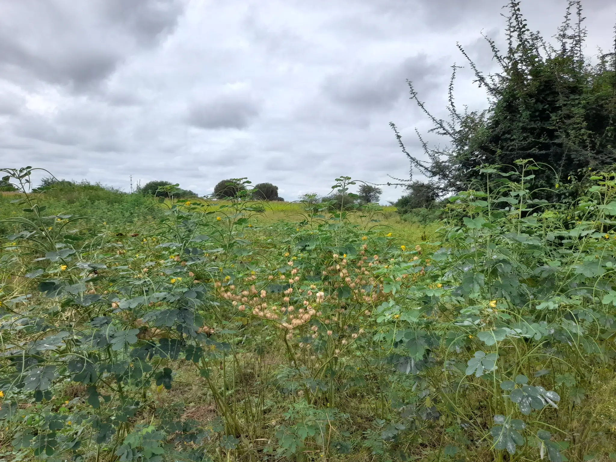 Shamba zuri la ekari 2.4 Olodenderit