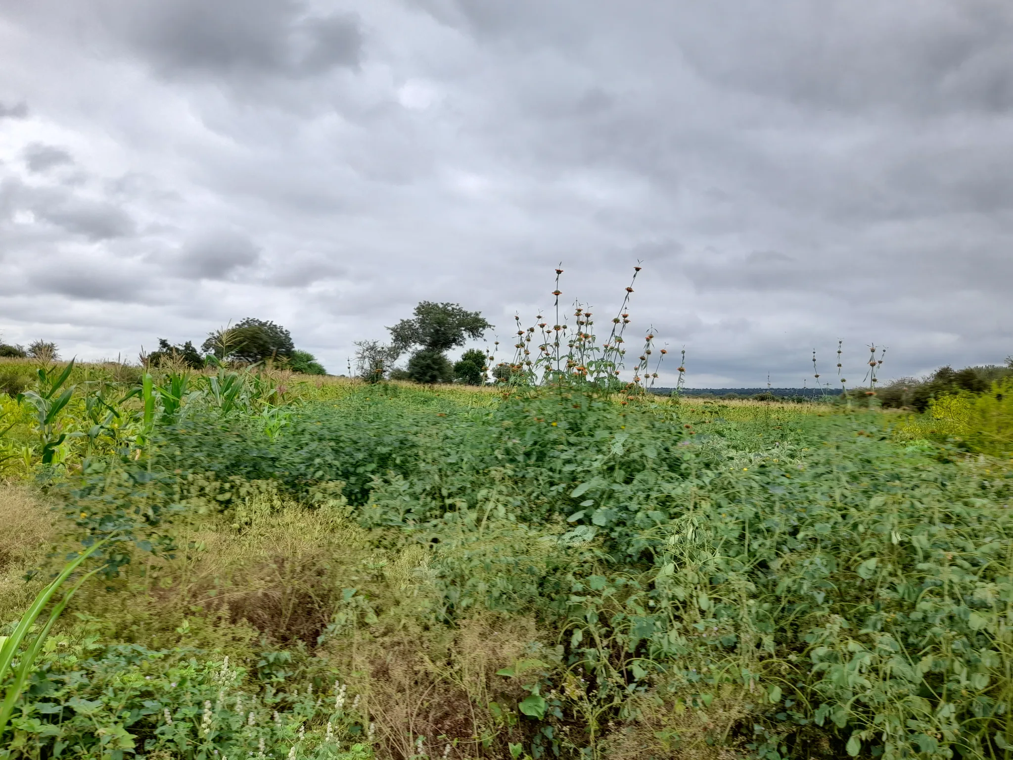 Shamba zuri la ekari 2.4 Olodenderit