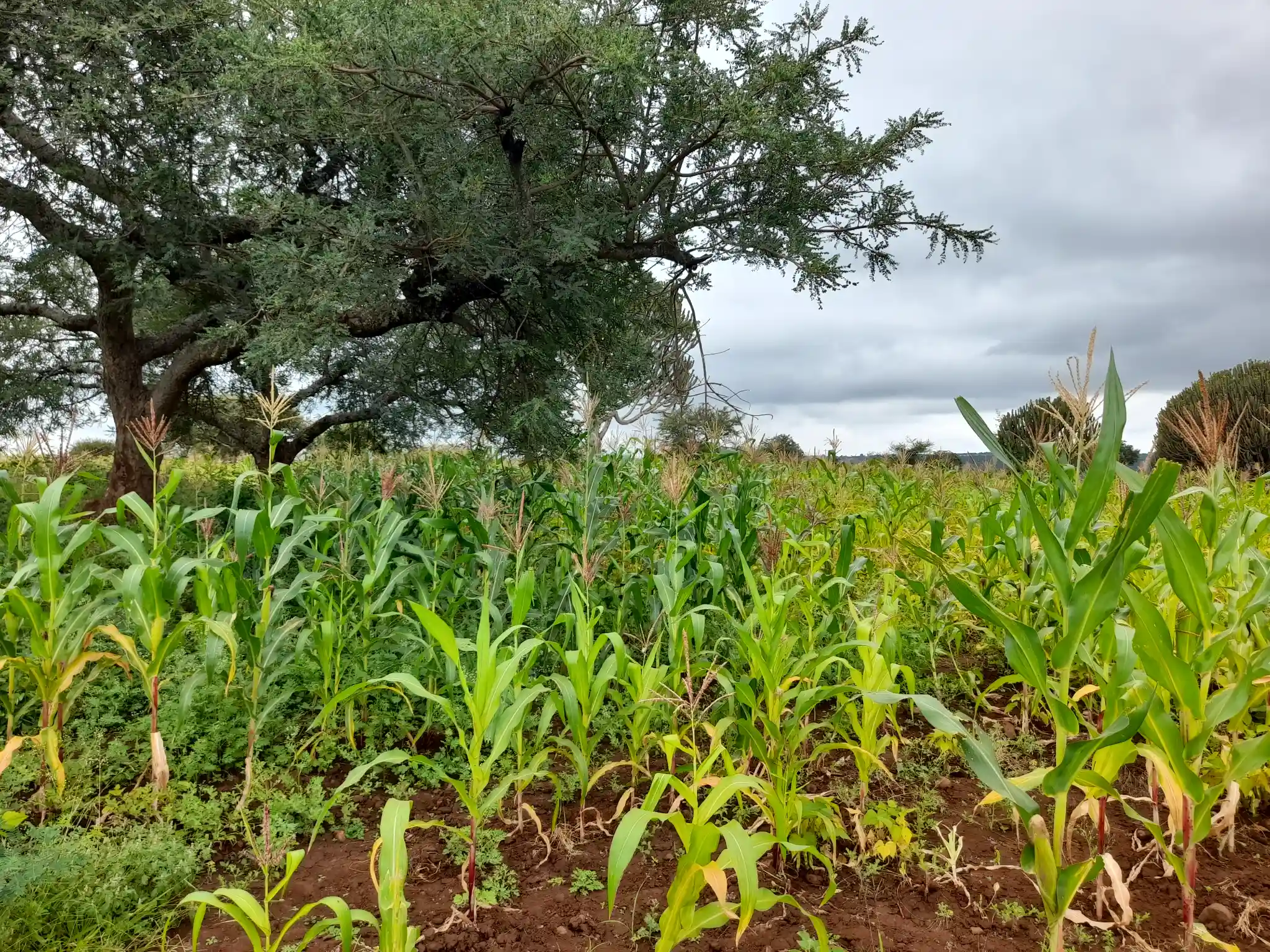 Shamba zuri la ekari 2.4 Olodenderit