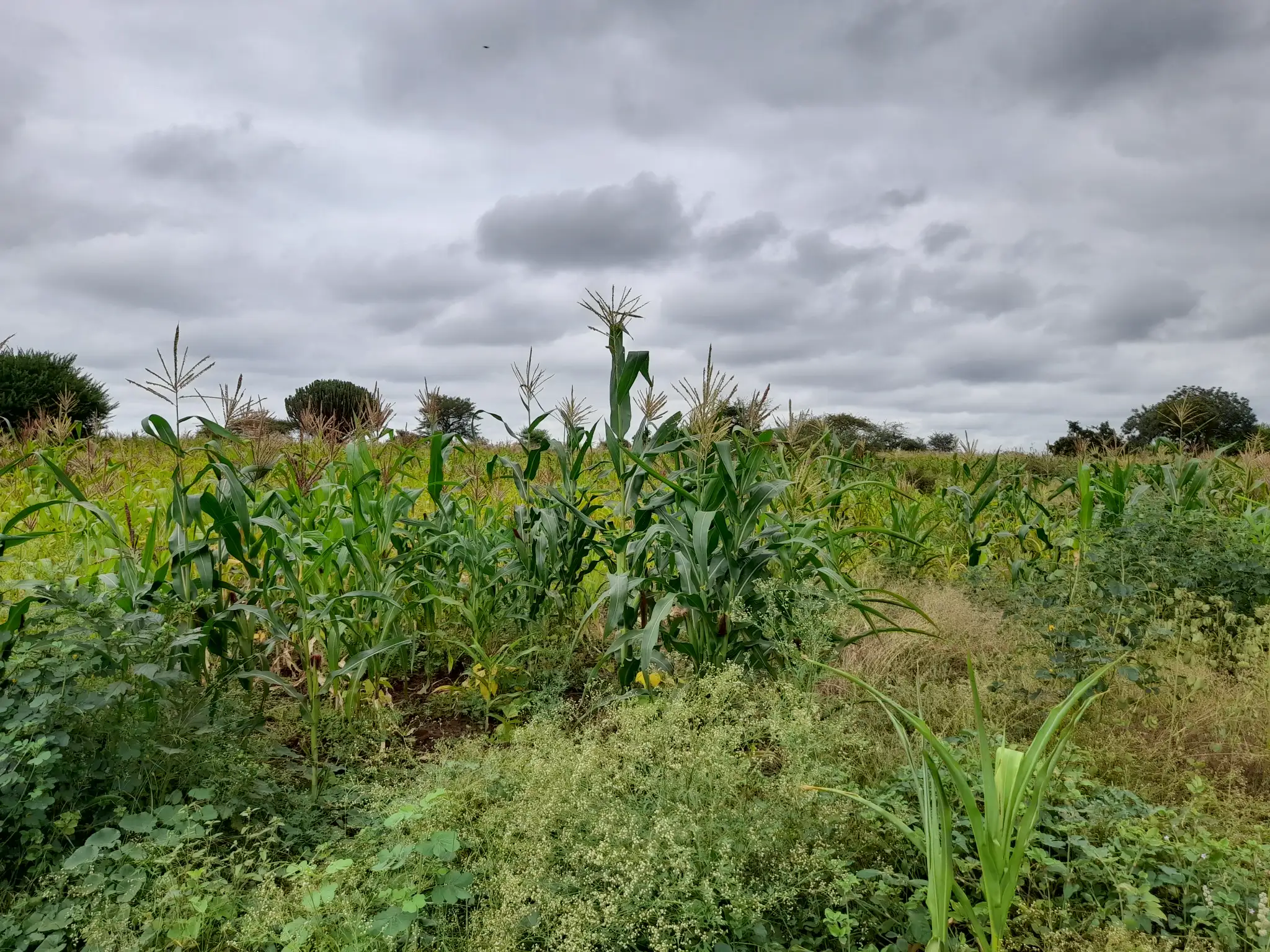 Shamba zuri la ekari 2.4 Olodenderit