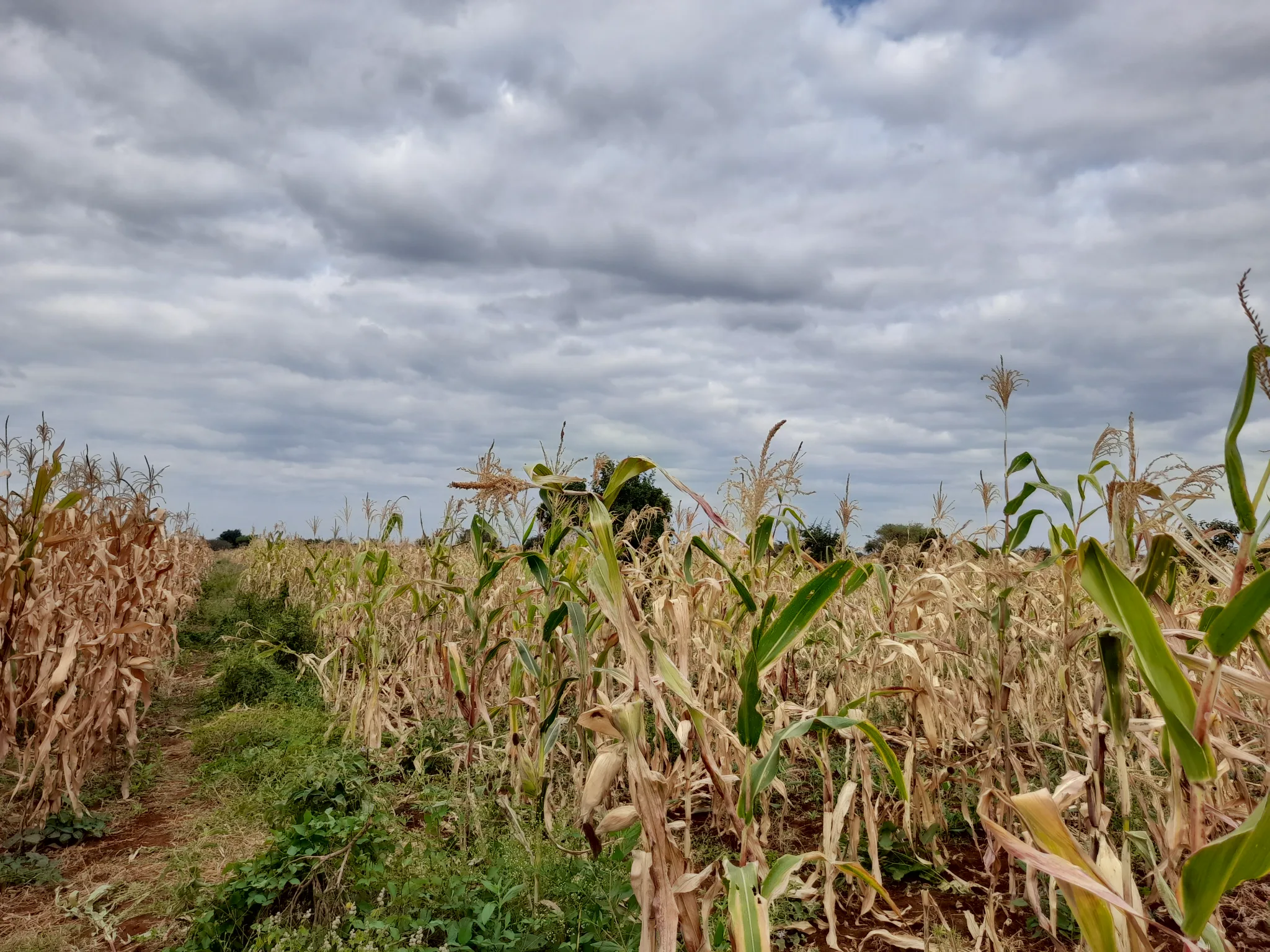 Kiwanja cha Kilimo 23m x 70m chenye Udongo Mwekundu Olodenderit, Nduruma