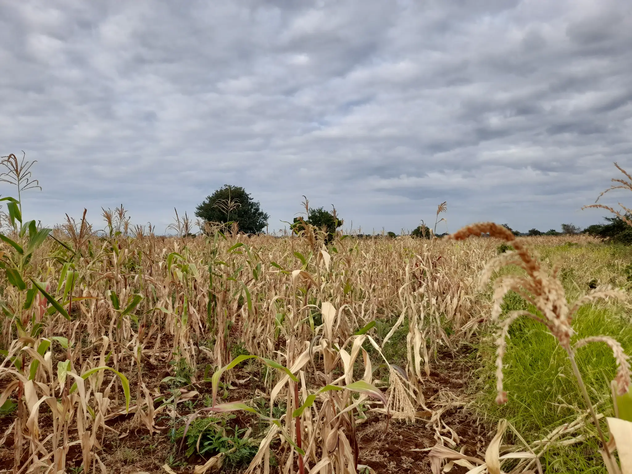 Kiwanja cha Kilimo 23m x 70m chenye Udongo Mwekundu Olodenderit, Nduruma