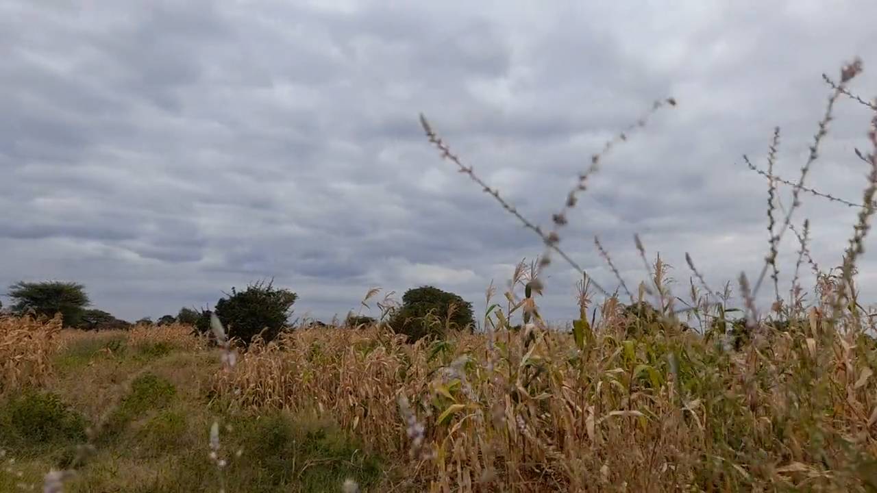 Kiwanja cha Kilimo 23m x 70m chenye Udongo Mwekundu Olodenderit, Nduruma