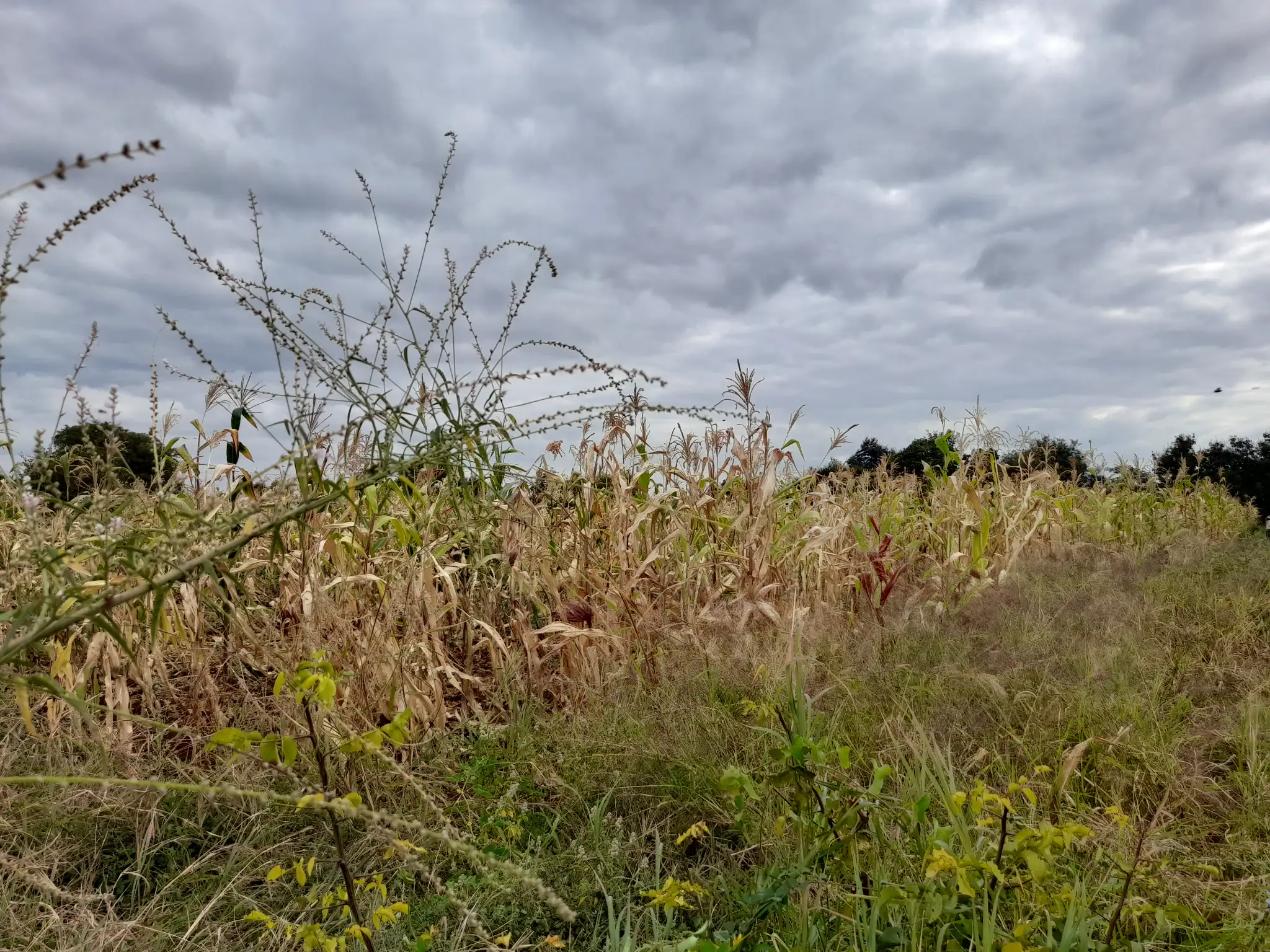 Kiwanja cha Kilimo 23m x 70m chenye Udongo Mwekundu Olodenderit, Nduruma