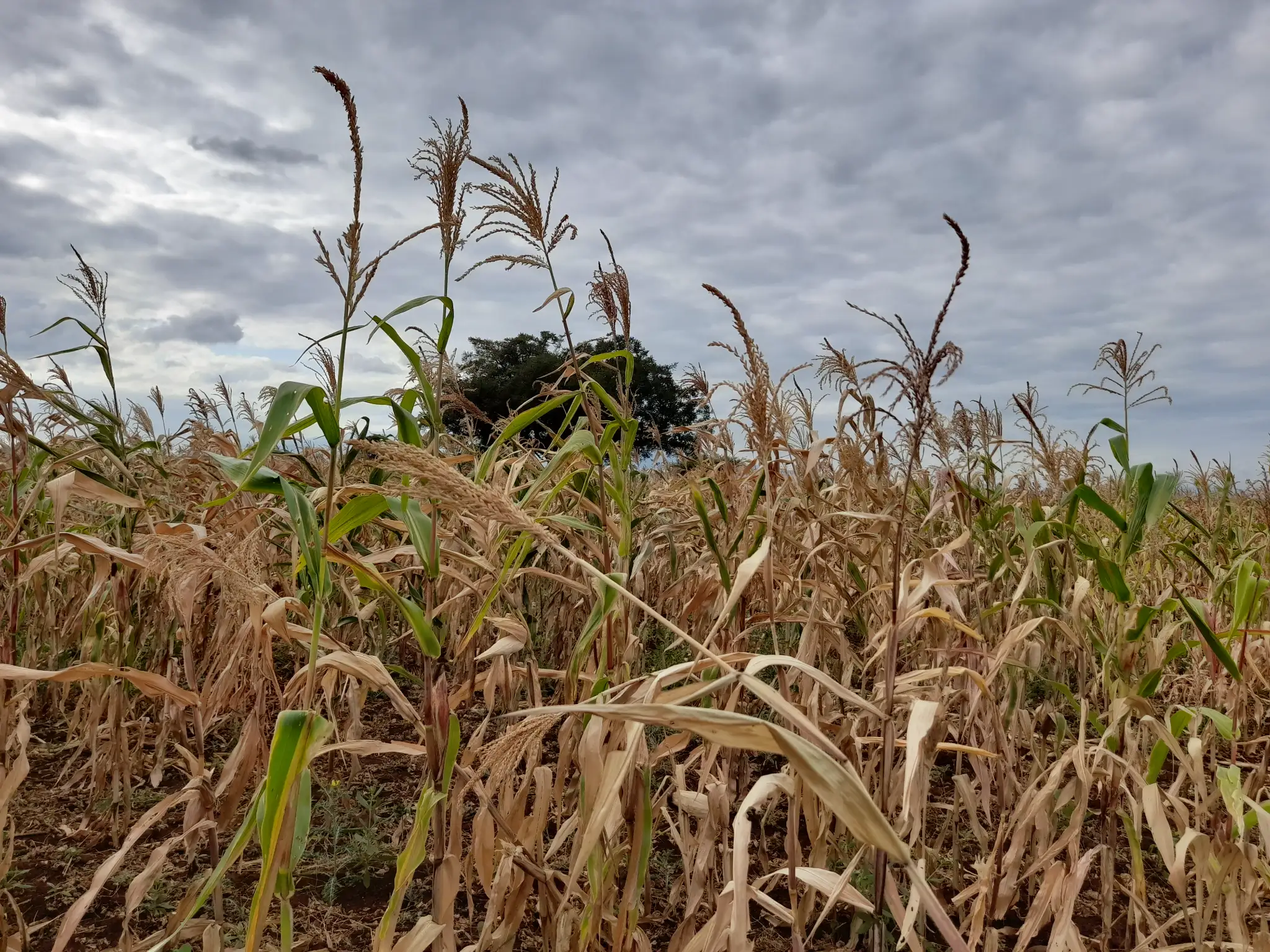 Kiwanja cha Kilimo 23m x 70m chenye Udongo Mwekundu Olodenderit, Nduruma
