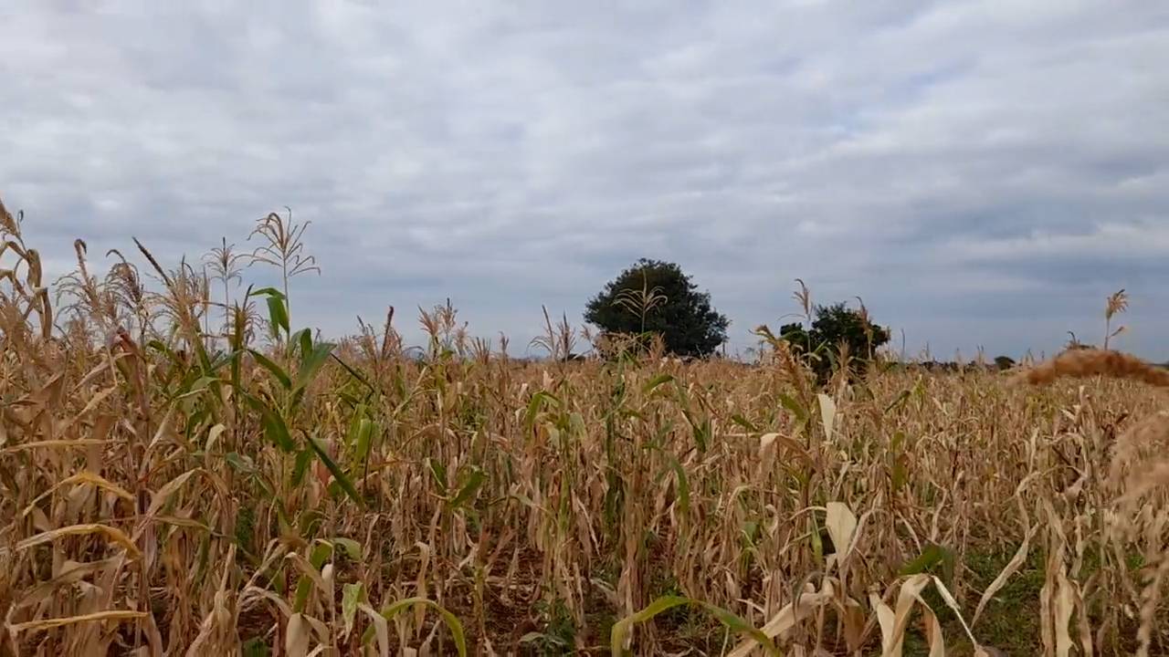Kiwanja cha Kilimo 23m x 70m chenye Udongo Mwekundu Olodenderit, Nduruma