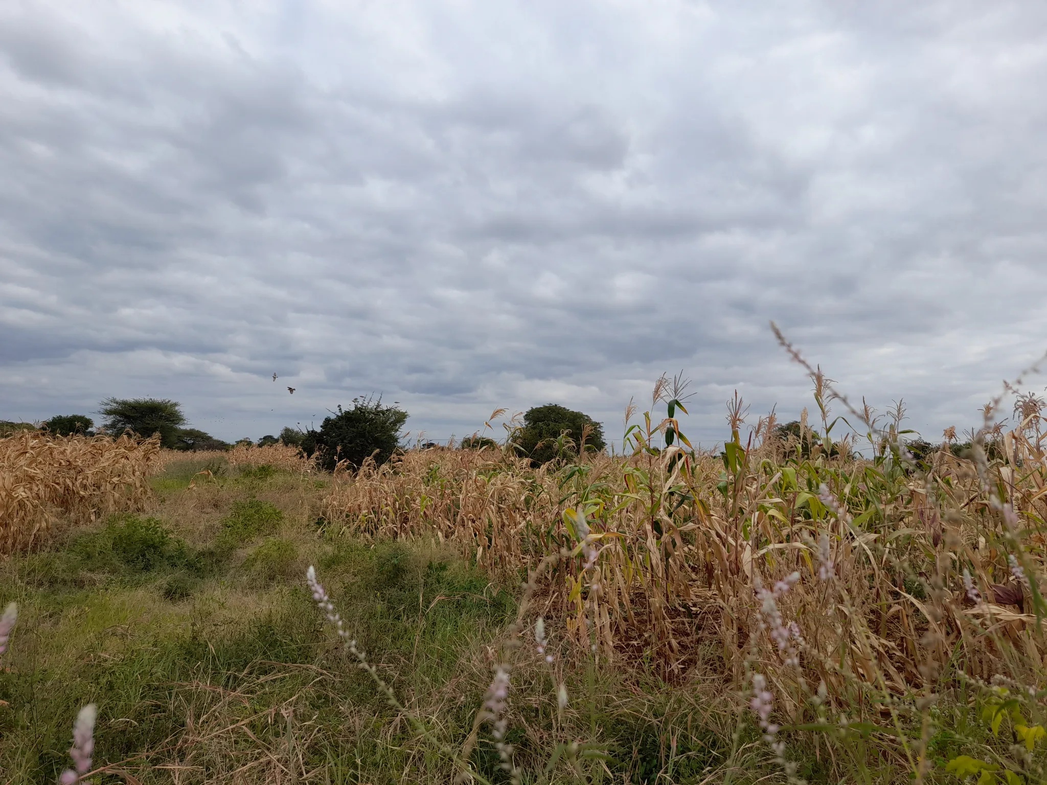 Kiwanja cha Kilimo 23m x 70m chenye Udongo Mwekundu Olodenderit, Nduruma