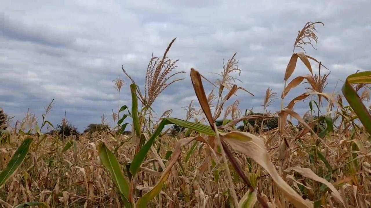 Kiwanja cha Kilimo 23m x 70m chenye Udongo Mwekundu Olodenderit, Nduruma