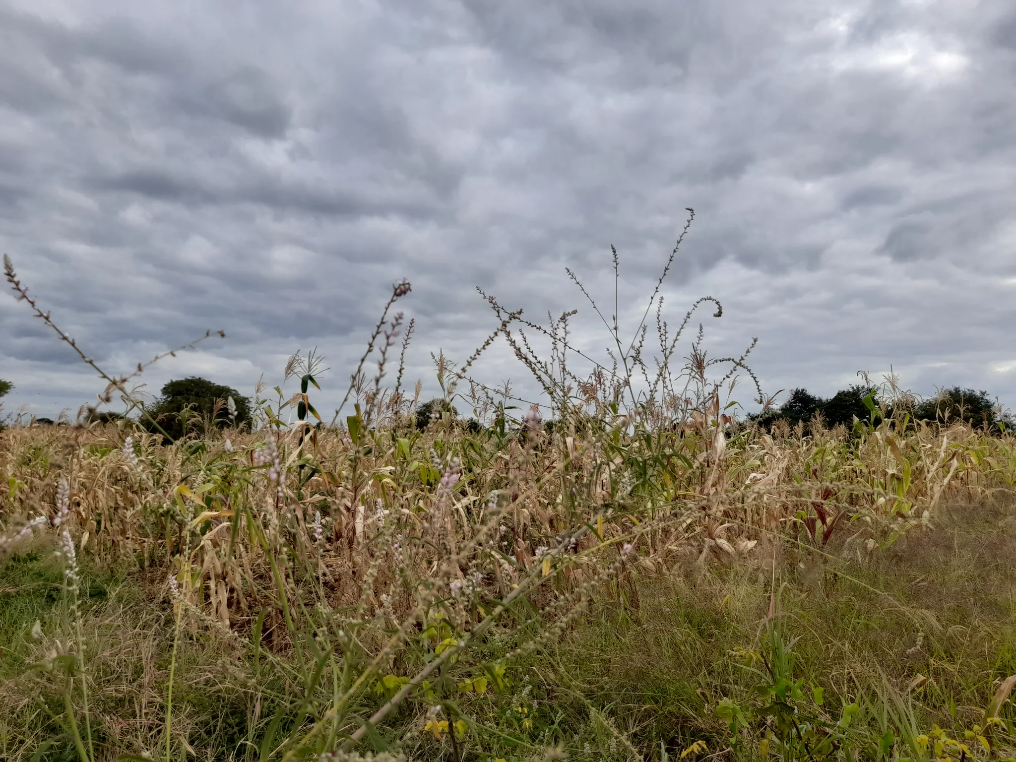 Kiwanja cha Kilimo 23m x 70m chenye Udongo Mwekundu Olodenderit, Nduruma