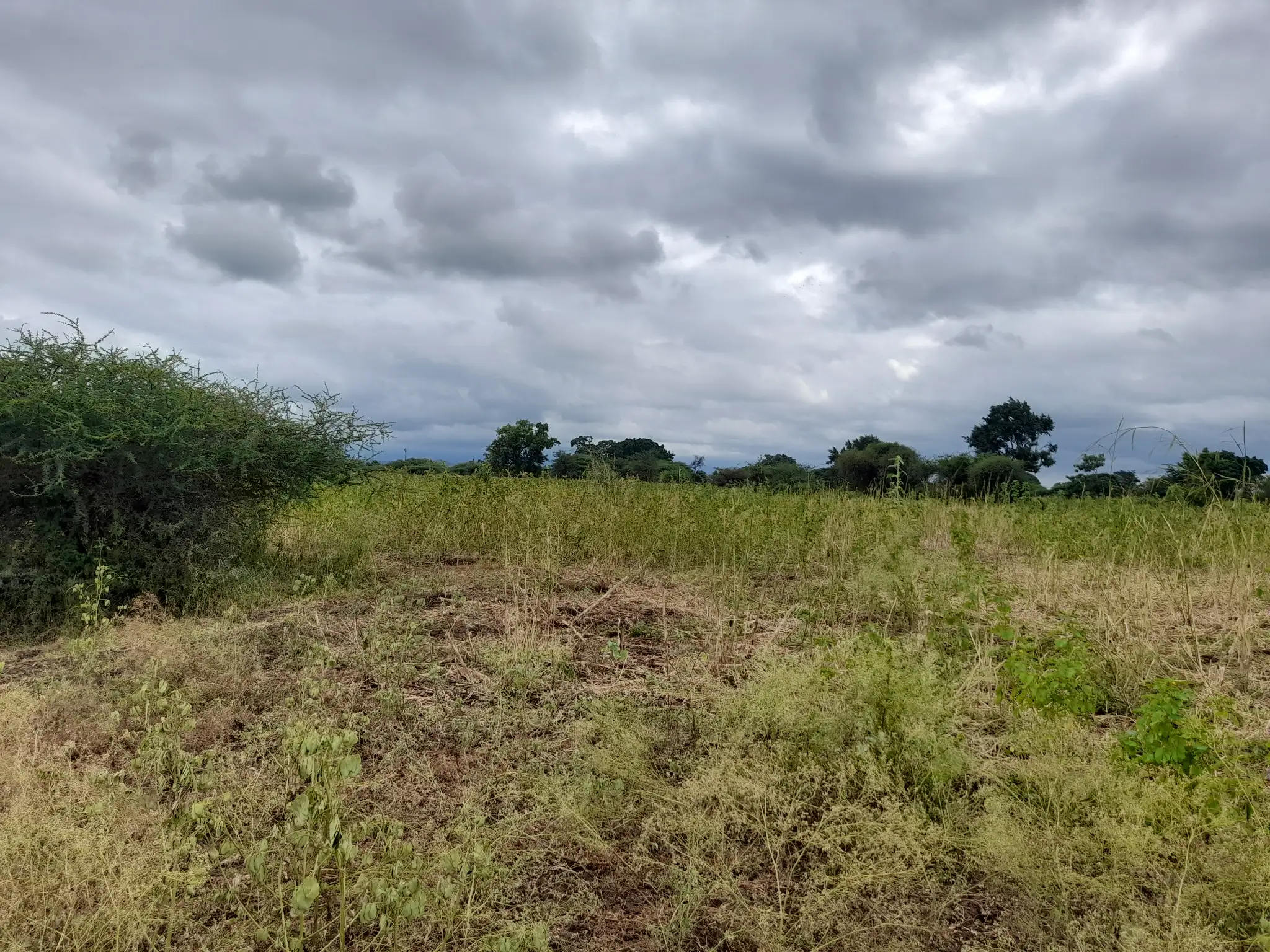 Shamba zuri la ekari 3 Olodenderit