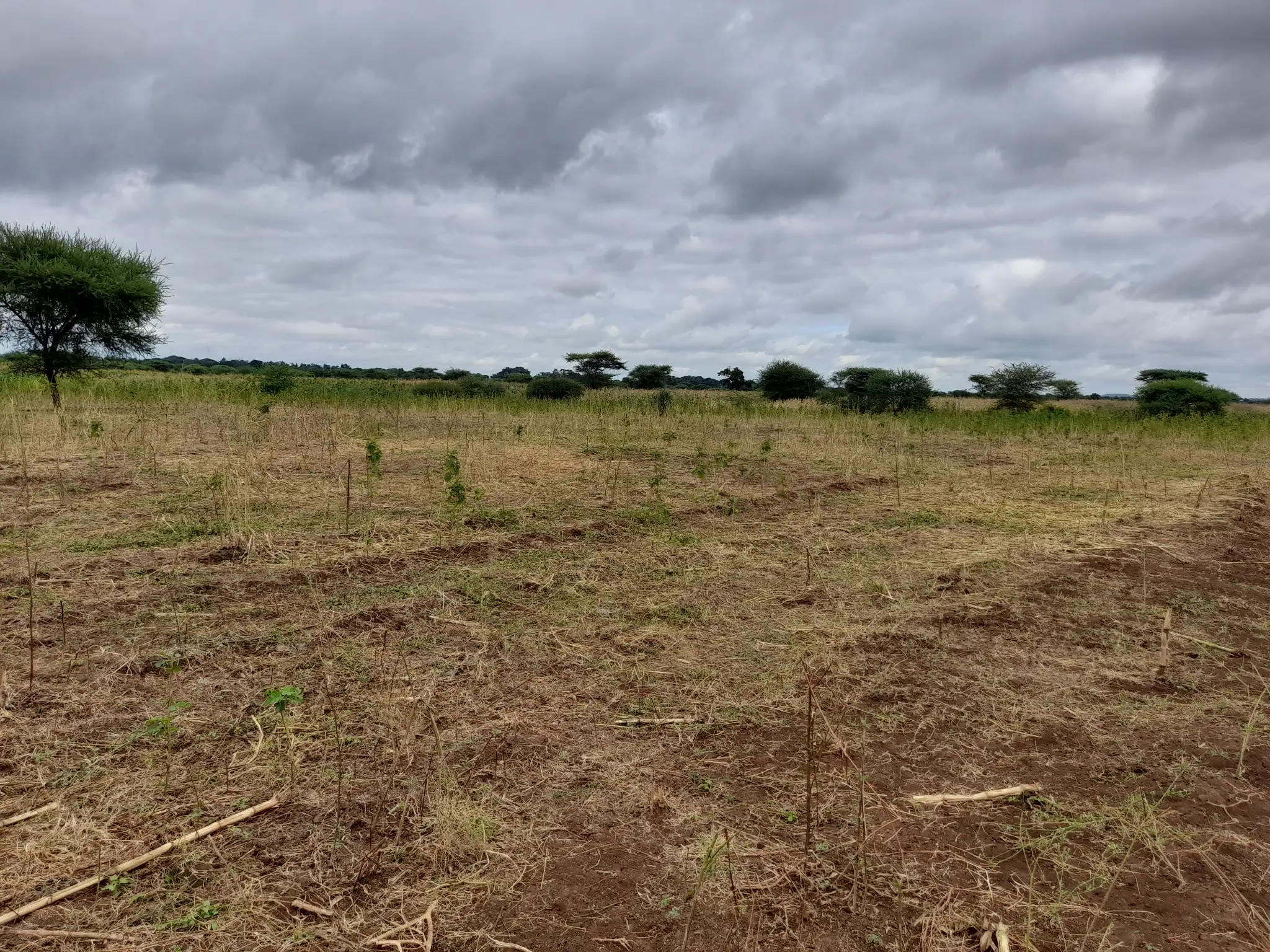 Shamba zuri la ekari 3 Olodenderit