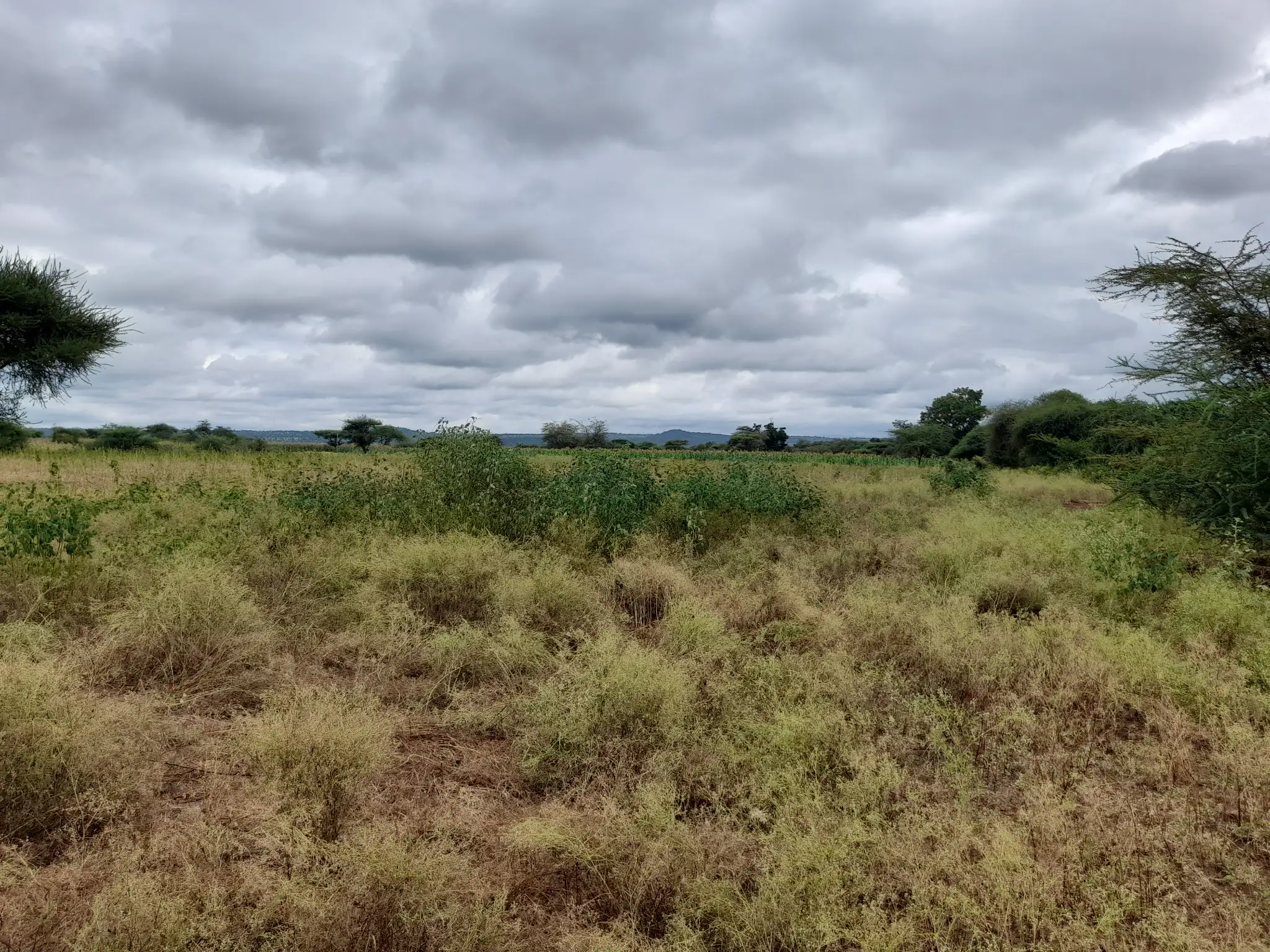 Shamba zuri la ekari 3 Olodenderit