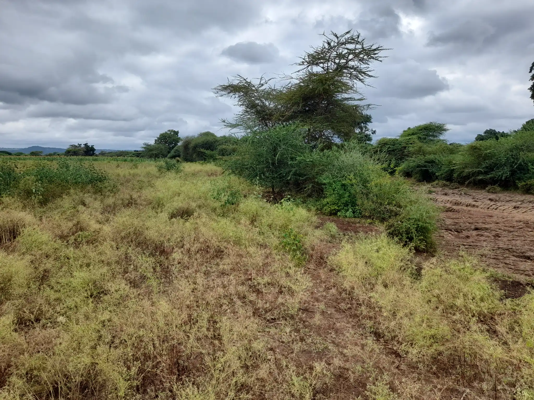 Shamba zuri la ekari 3 Olodenderit