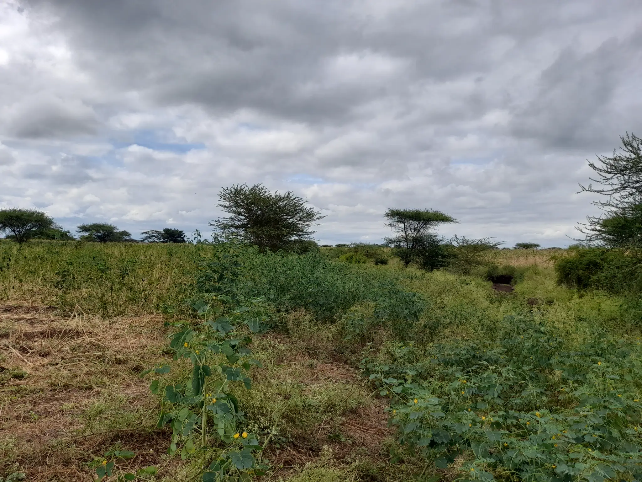 Shamba zuri la ekari 3 Olodenderit