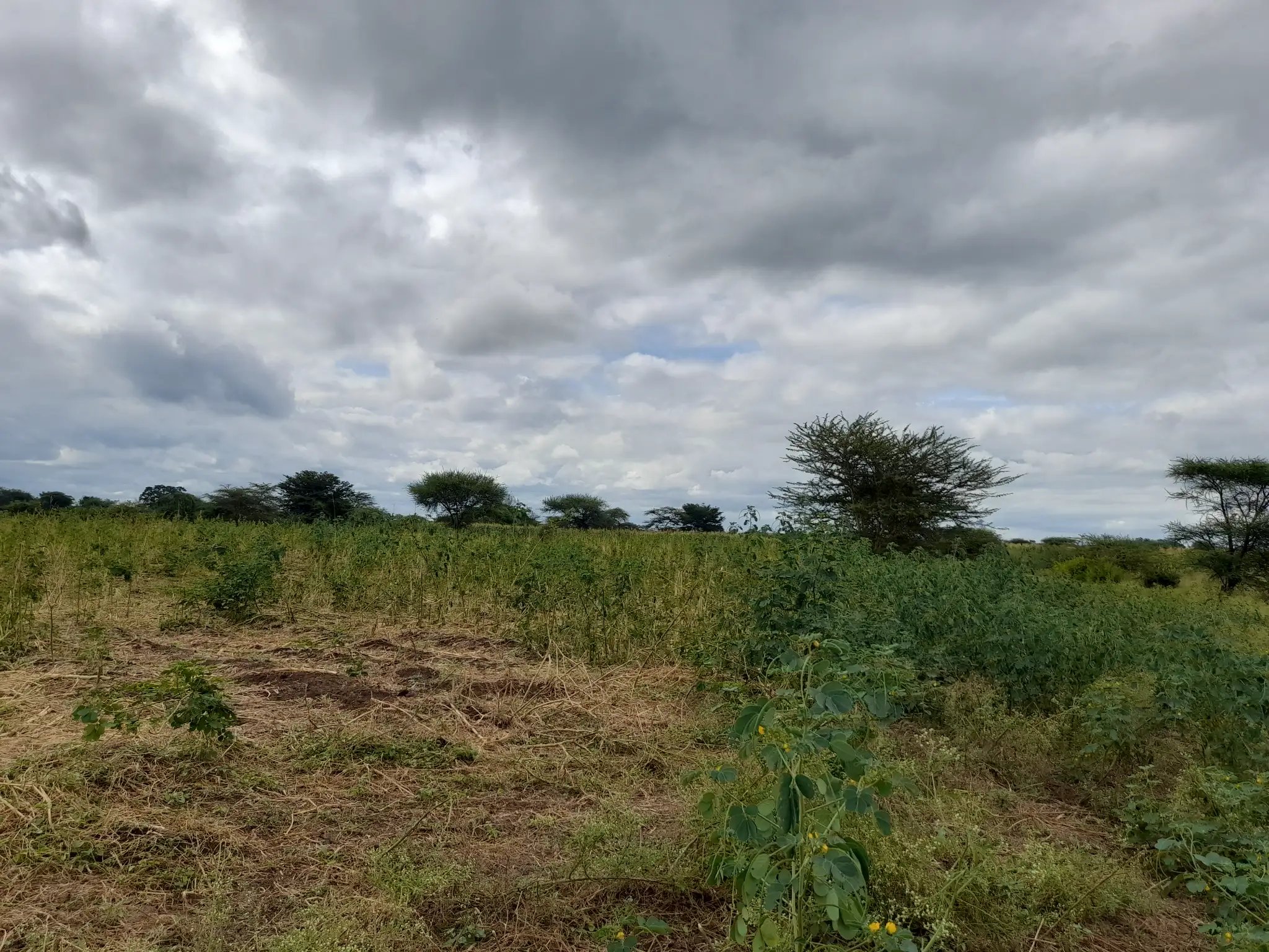 Shamba zuri la ekari 3 Olodenderit