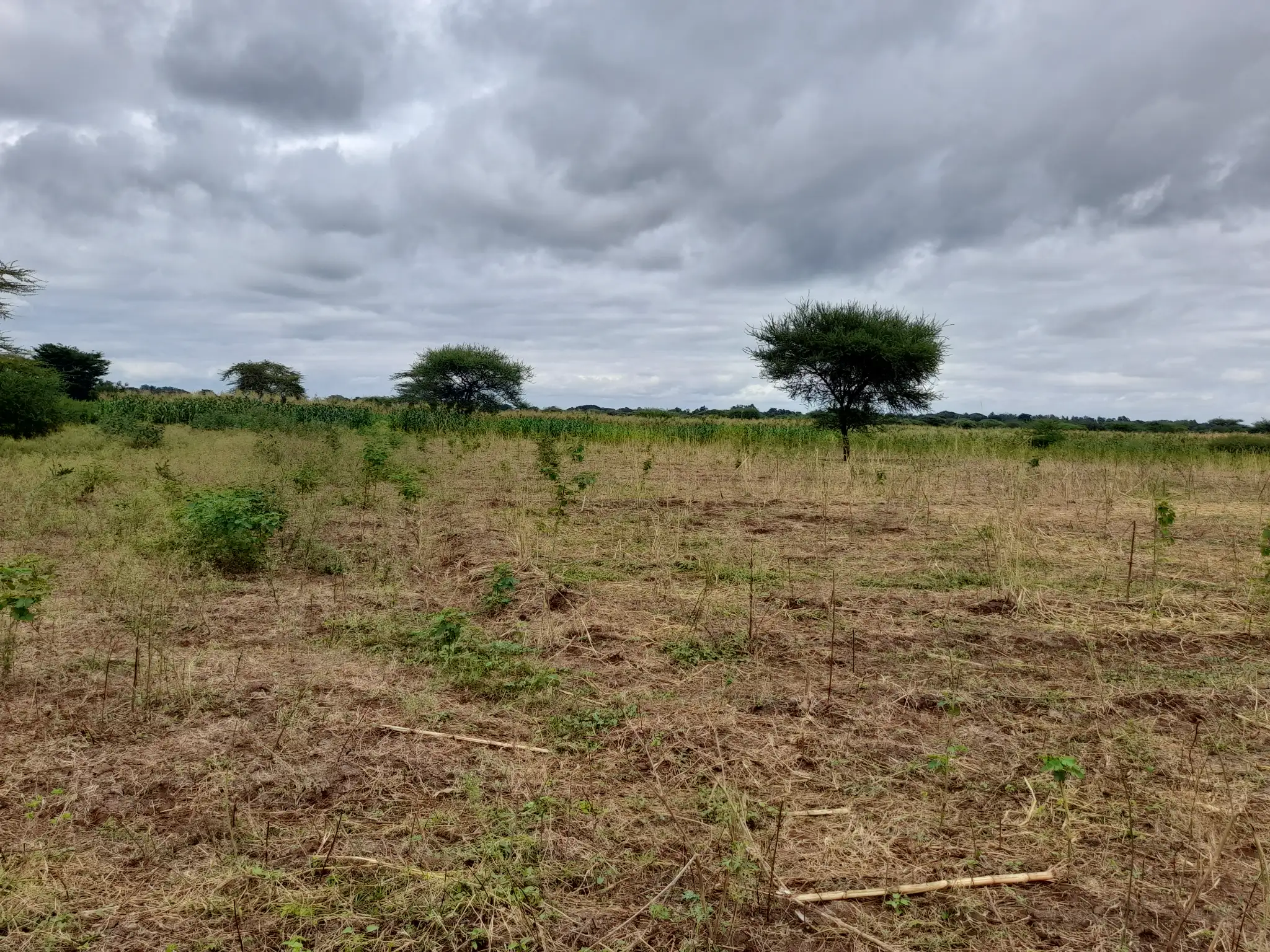 Shamba zuri la ekari 3 Olodenderit