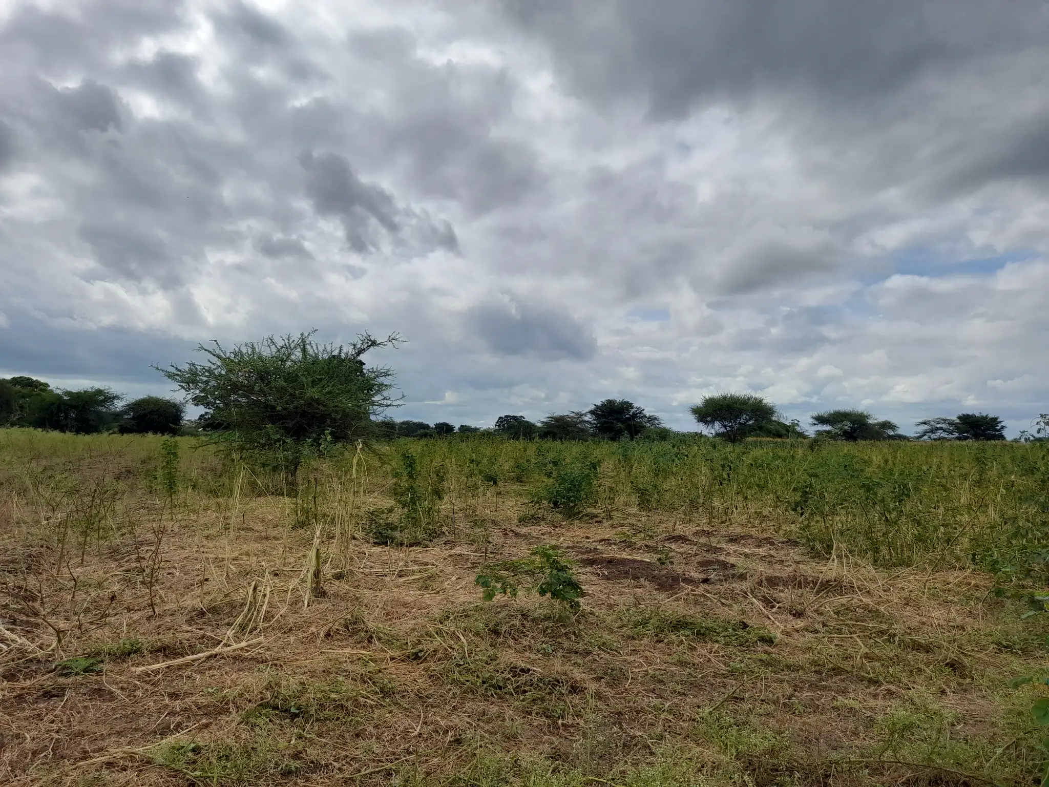 Shamba zuri la ekari 3 Olodenderit