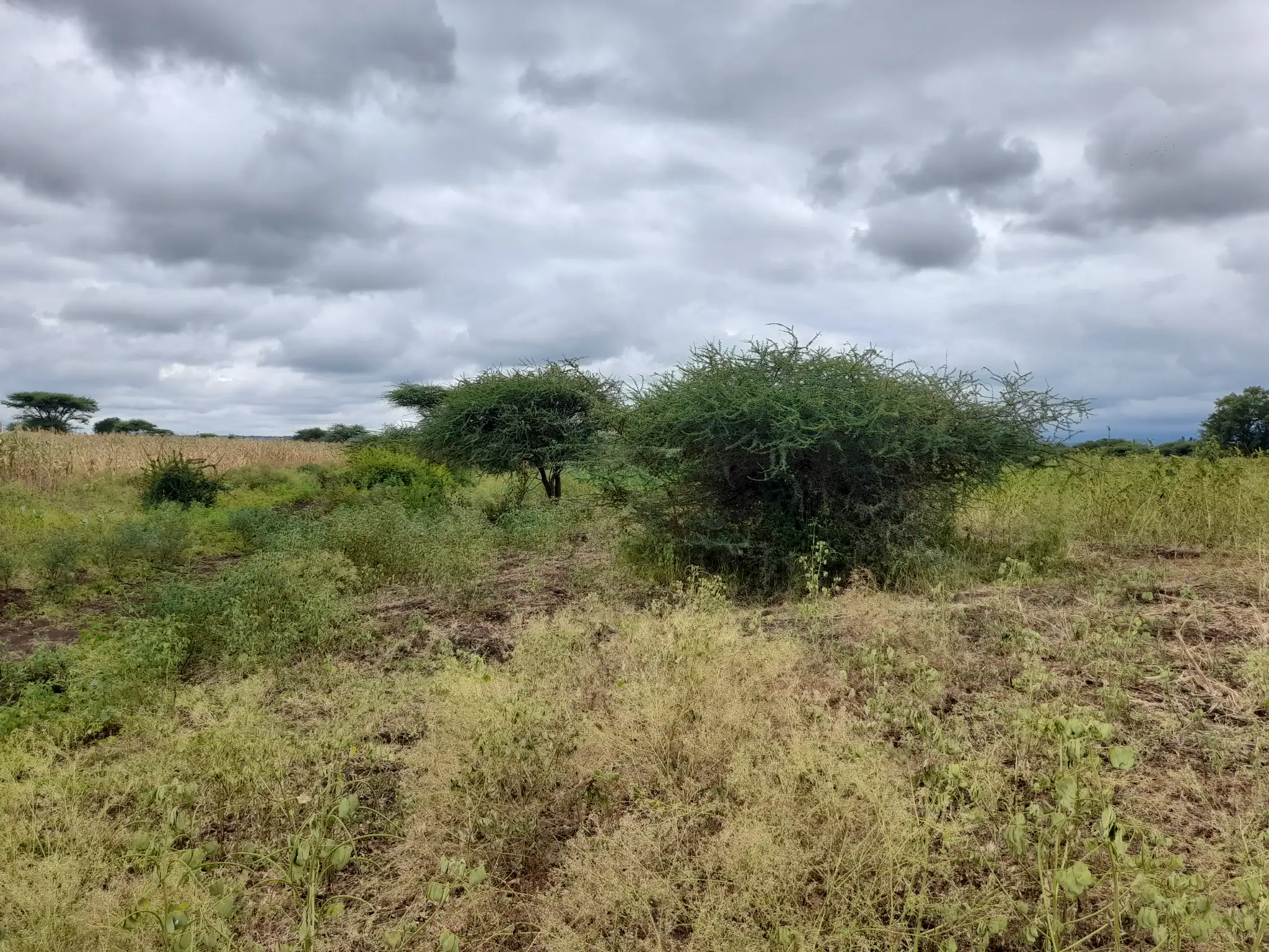 Shamba zuri la ekari 3 Olodenderit