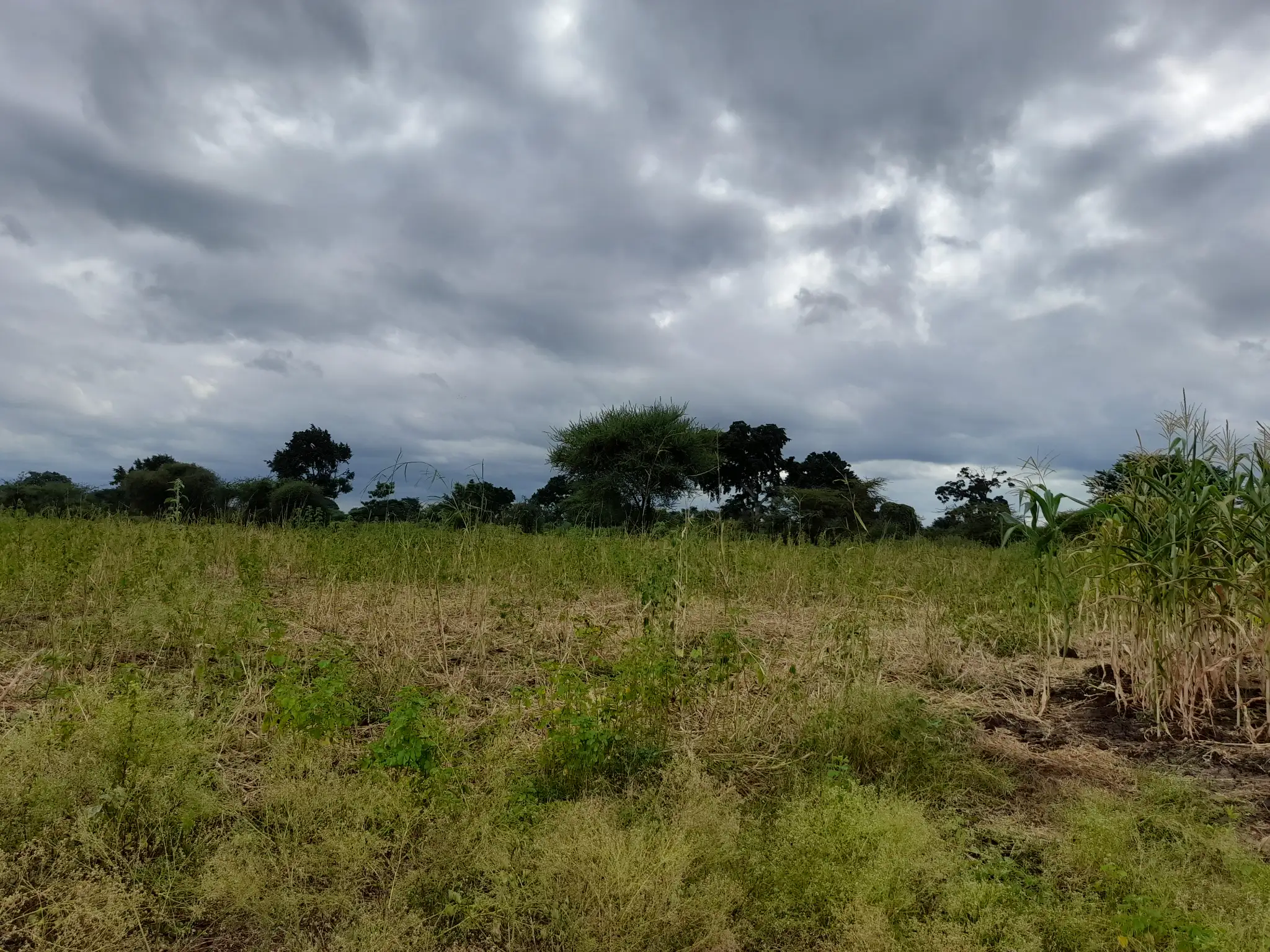 Shamba zuri la ekari 3 Olodenderit