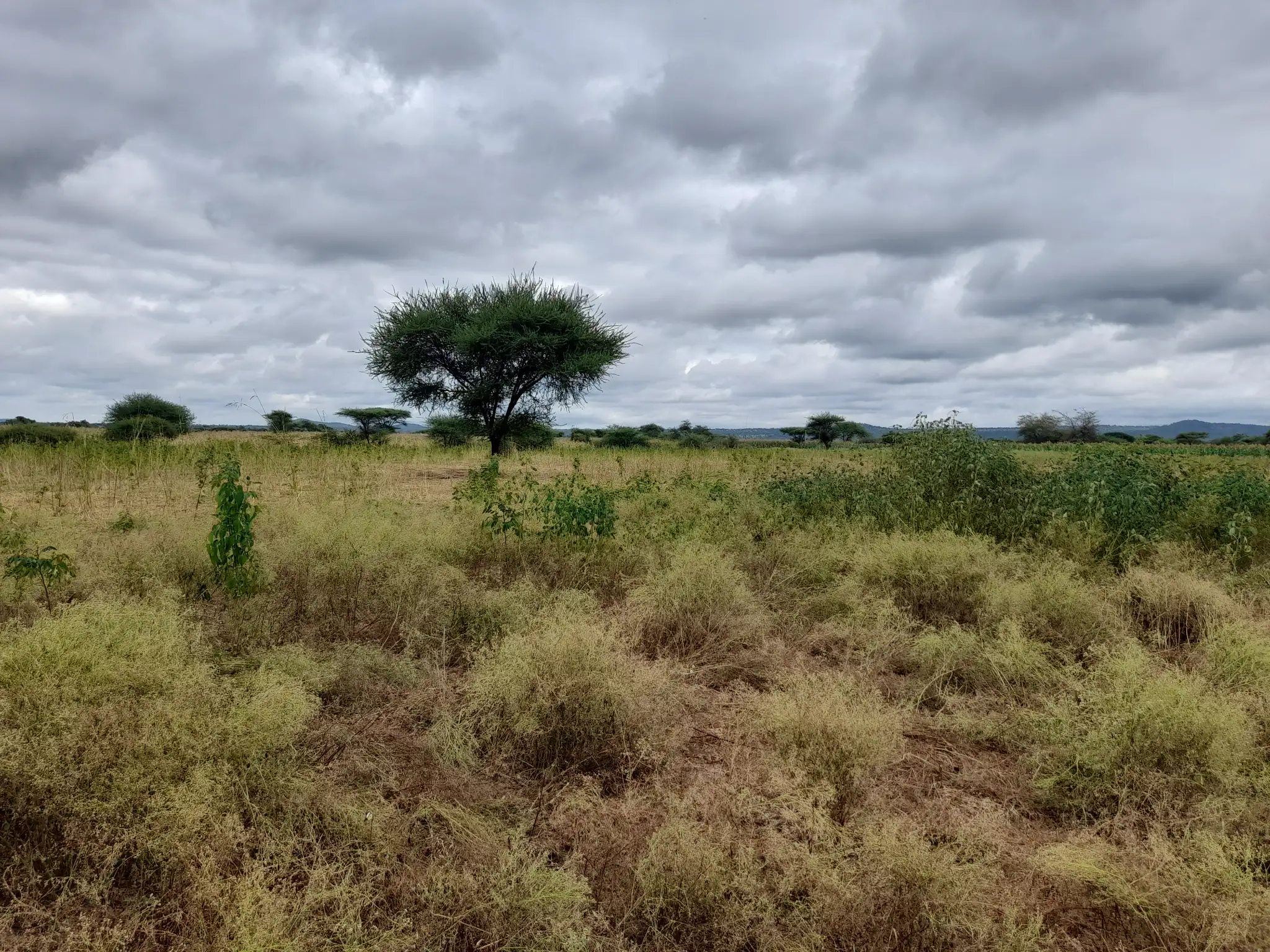 Shamba zuri la ekari 3 Olodenderit
