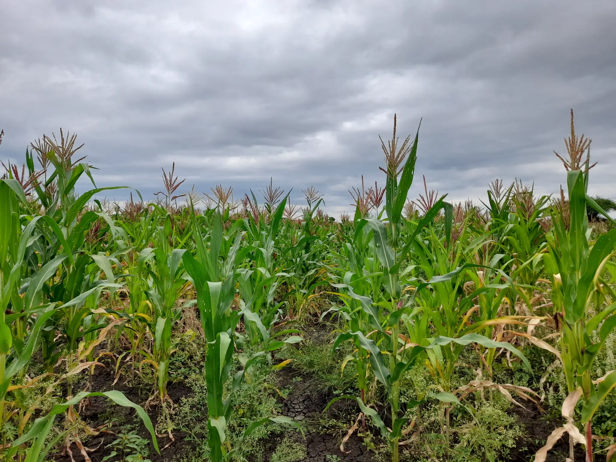 Shamba zuri la ekari 0.9 Olodenderit