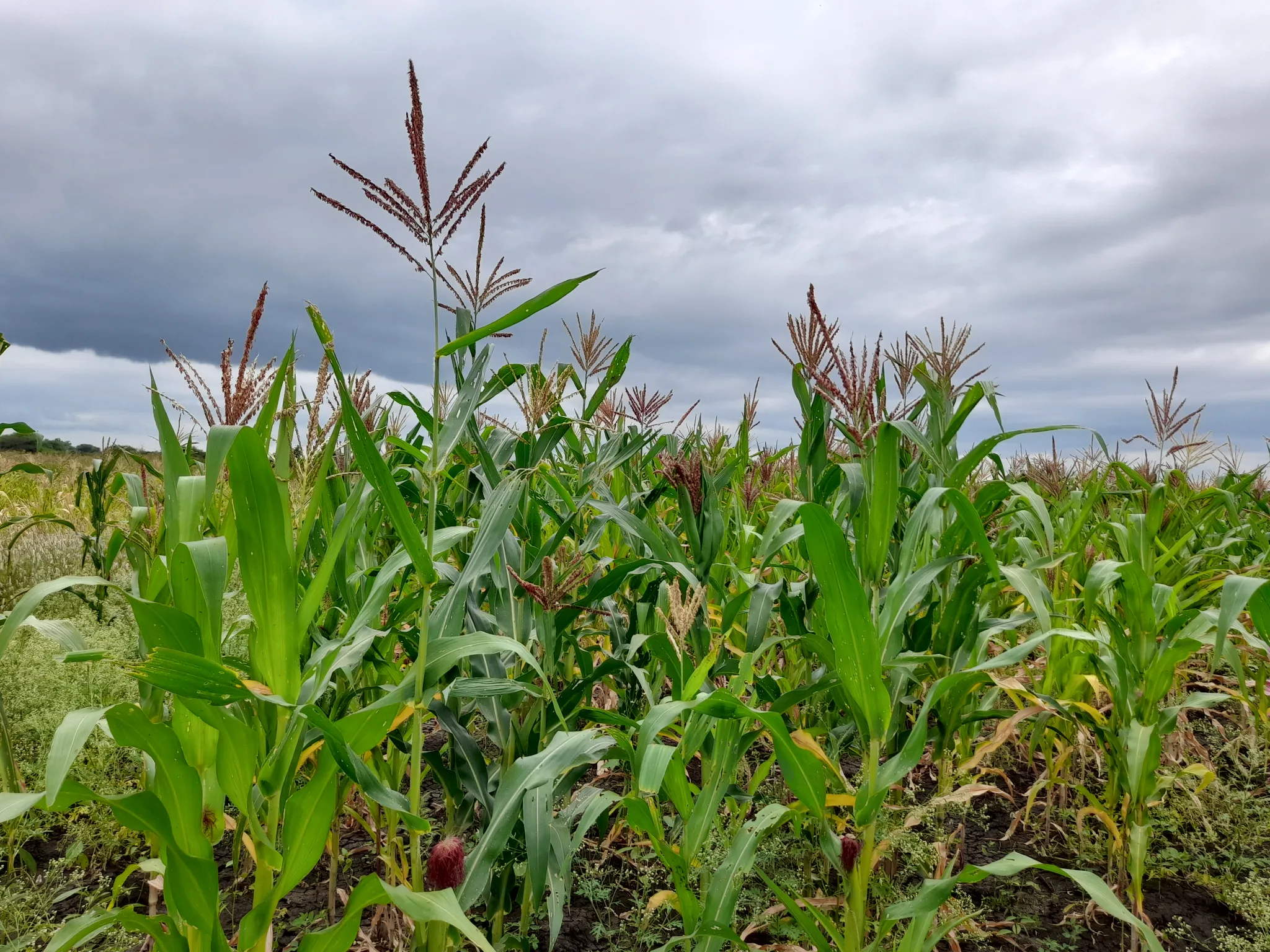 Shamba zuri la ekari 0.9 Olodenderit