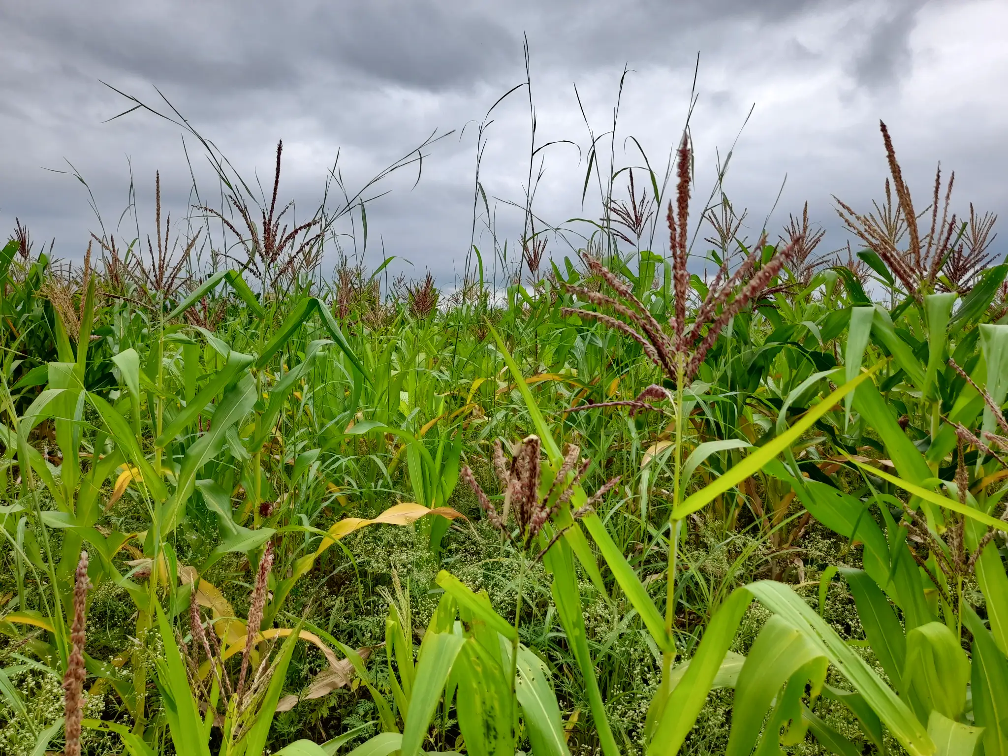Shamba zuri la ekari 0.9 Olodenderit