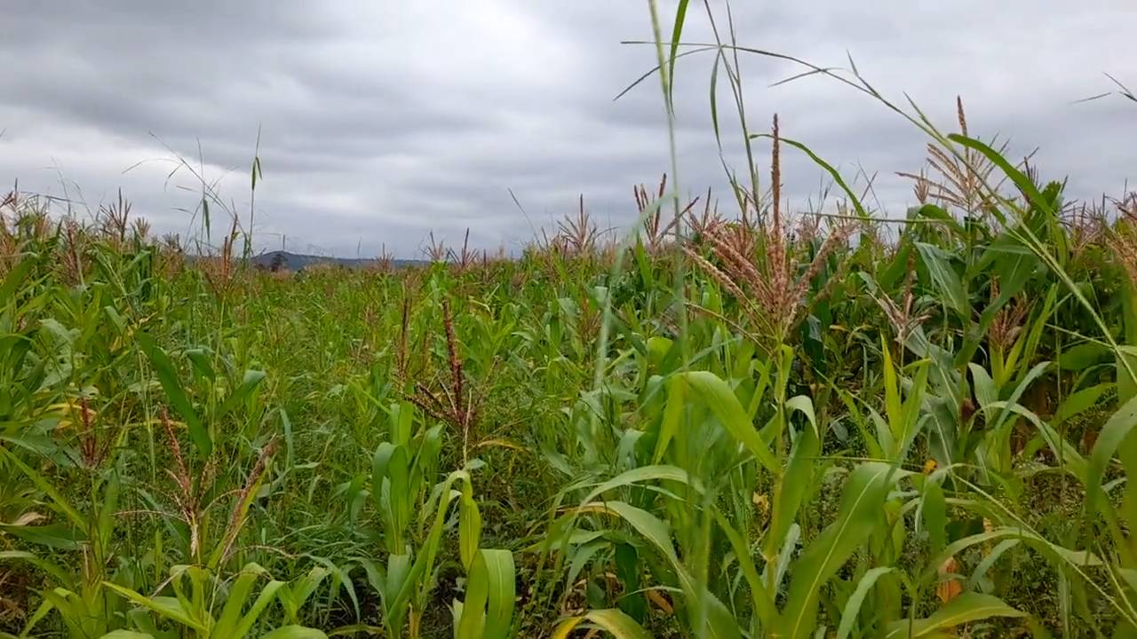 Shamba zuri la ekari 0.9 Olodenderit