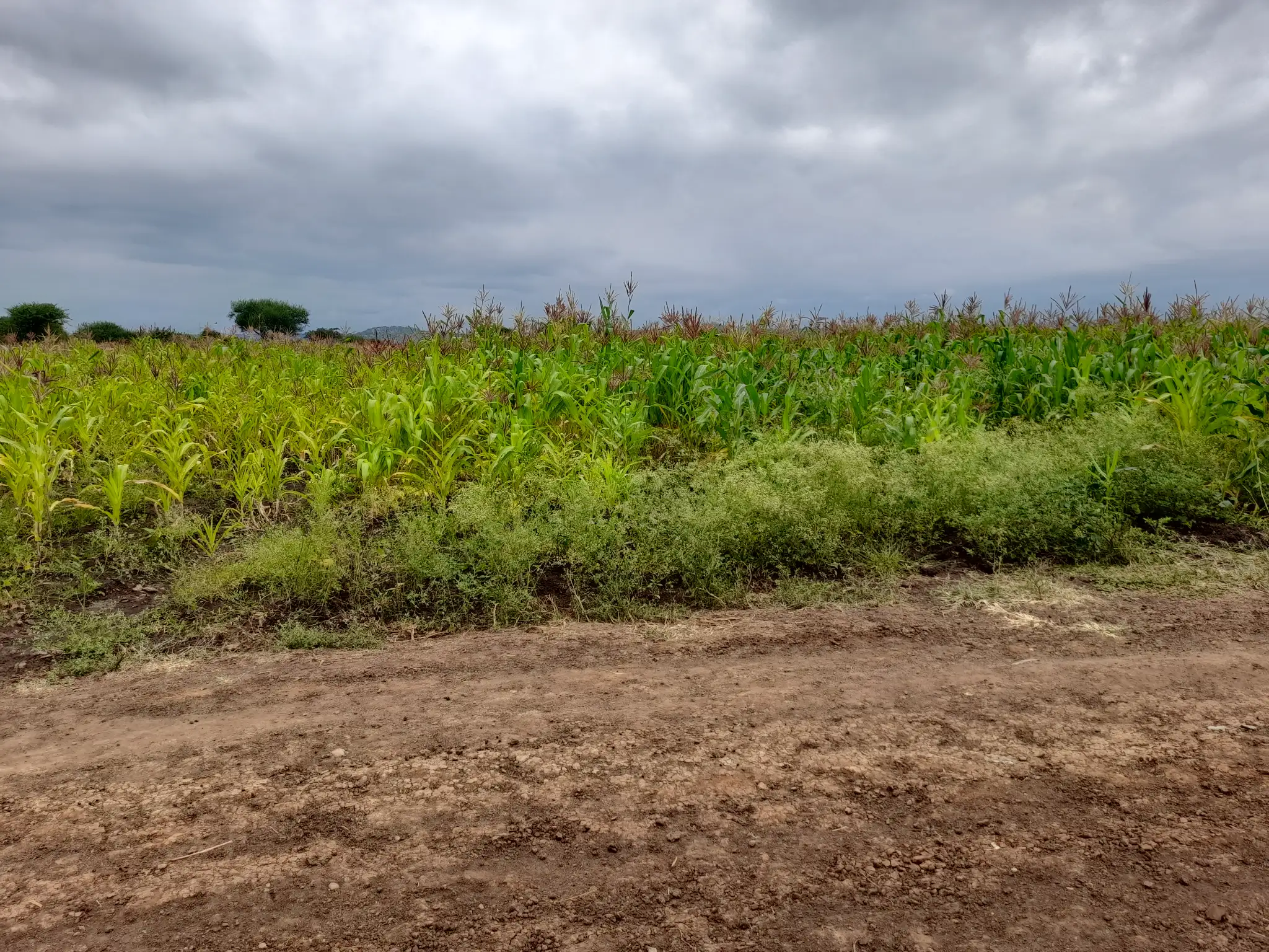 Shamba zuri la ekari 0.9 Olodenderit