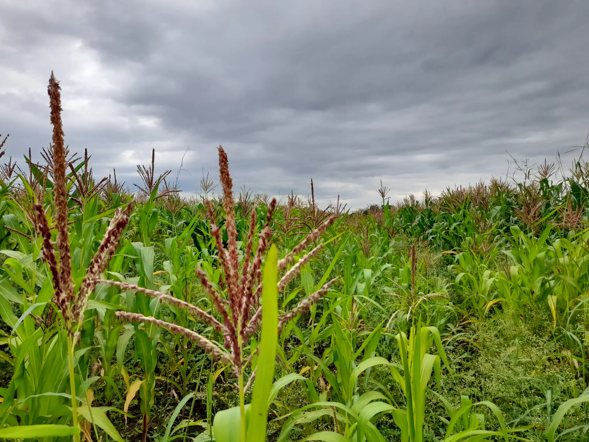 Shamba zuri la ekari 0.9 Olodenderit
