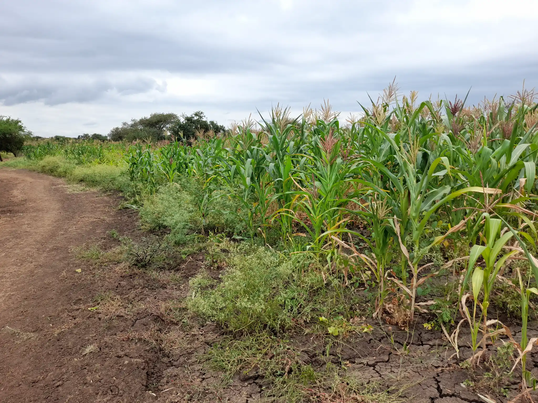 Shamba zuri la ekari 0.9 Olodenderit