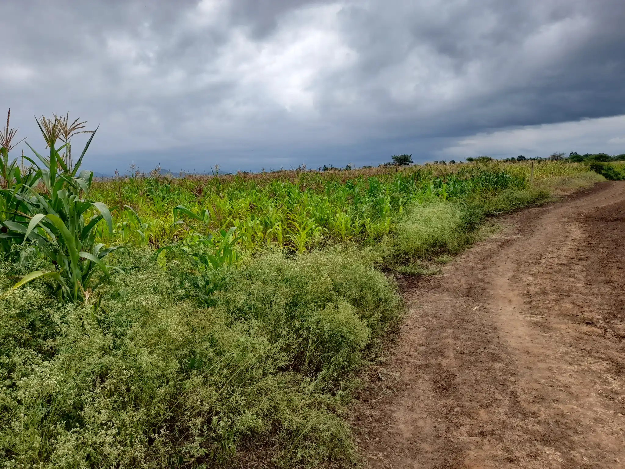 Shamba zuri la ekari 0.9 Olodenderit