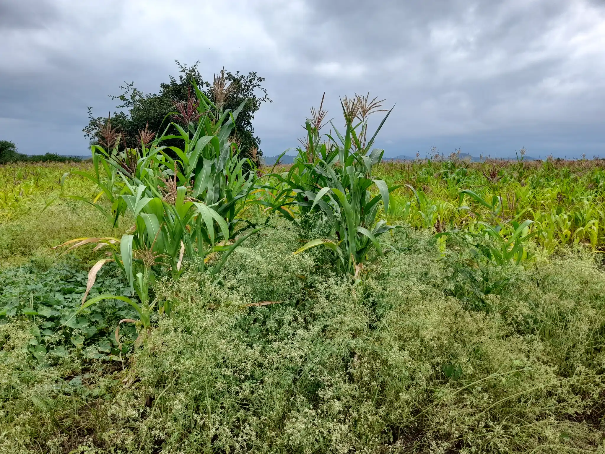 Shamba zuri la ekari 0.9 Olodenderit